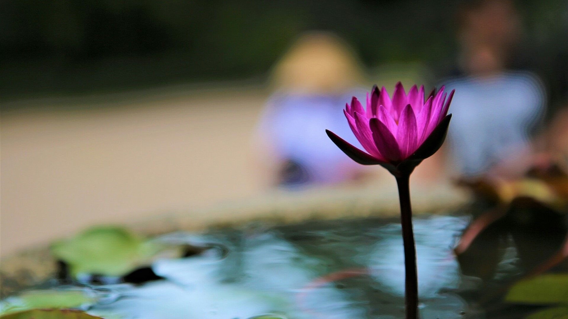 Pink Lotus Flower in Water HD Wallpaper