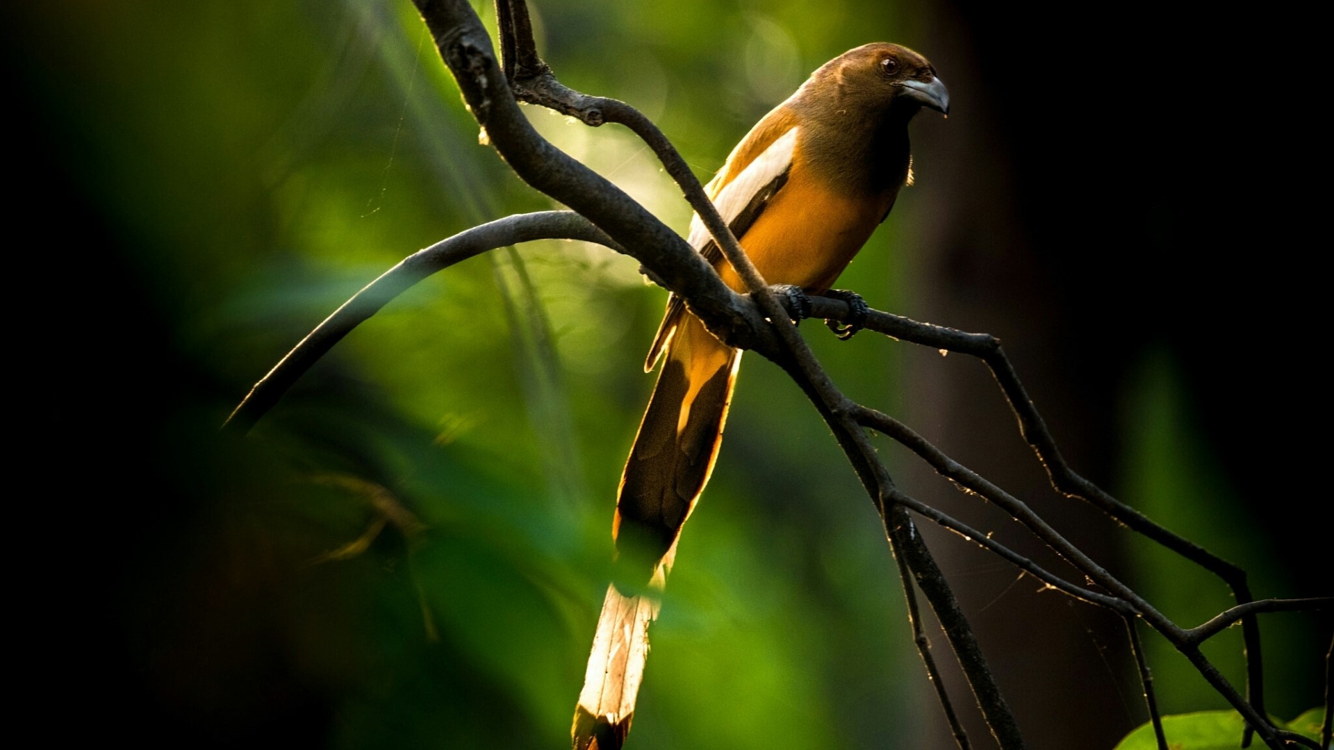 Bird perched on a branch in sunlight HD Wallpaper