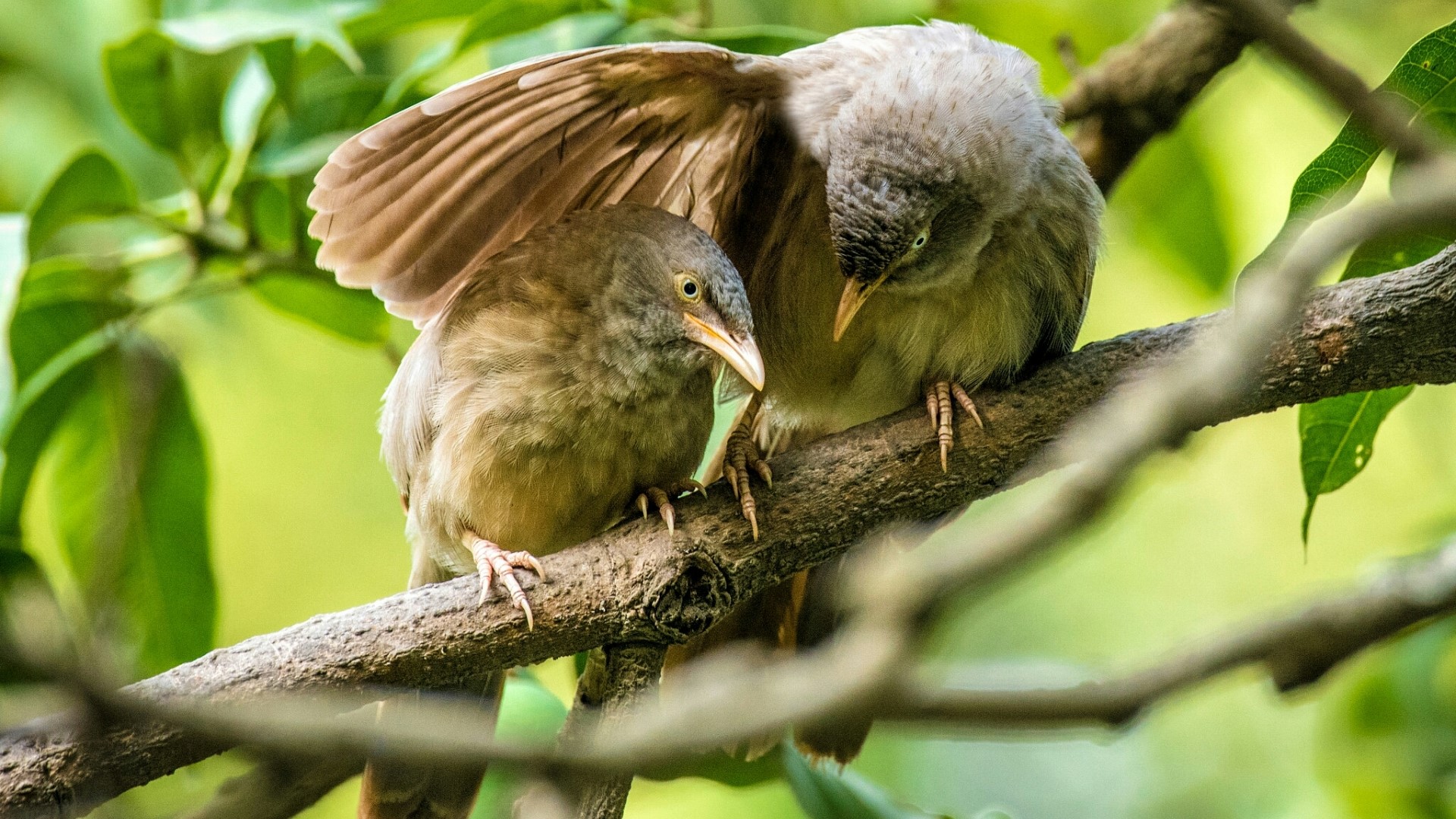 Two birds perched on a tree branch HD Wallpaper