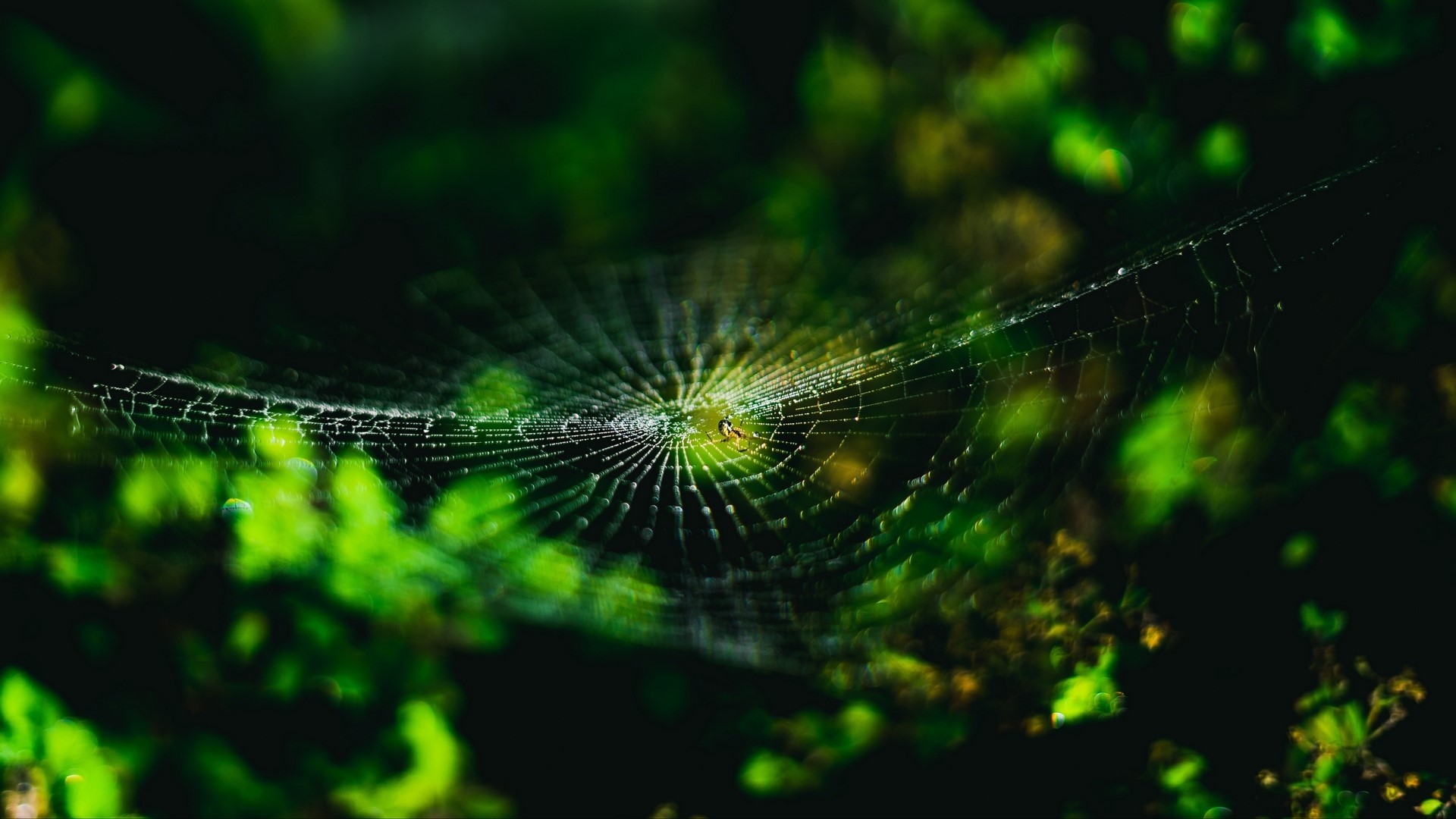 Spiderweb with dew drops and a spider HD Wallpaper
