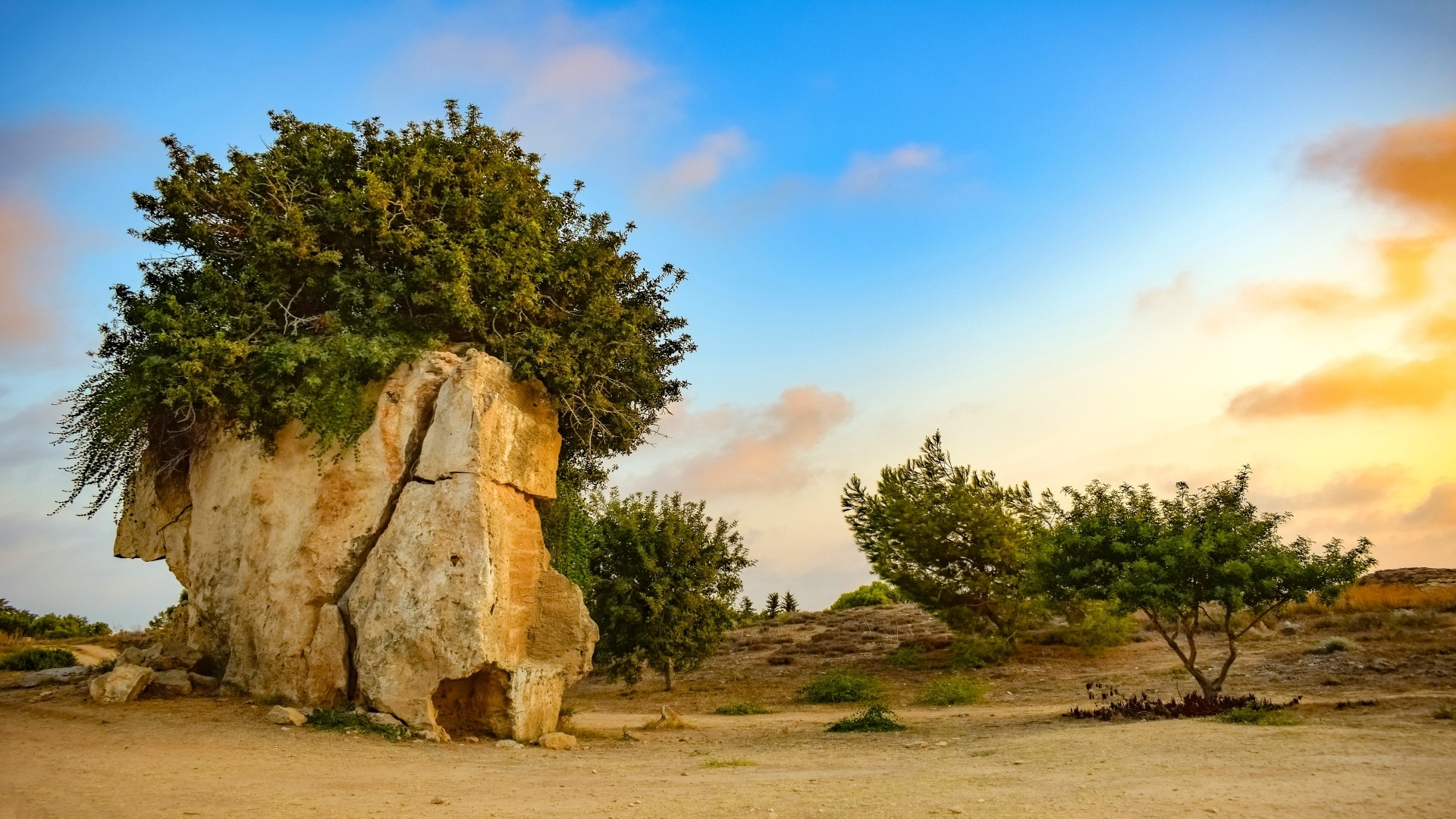 Tree growing on a cracked rock formation at sunset HD Wallpaper