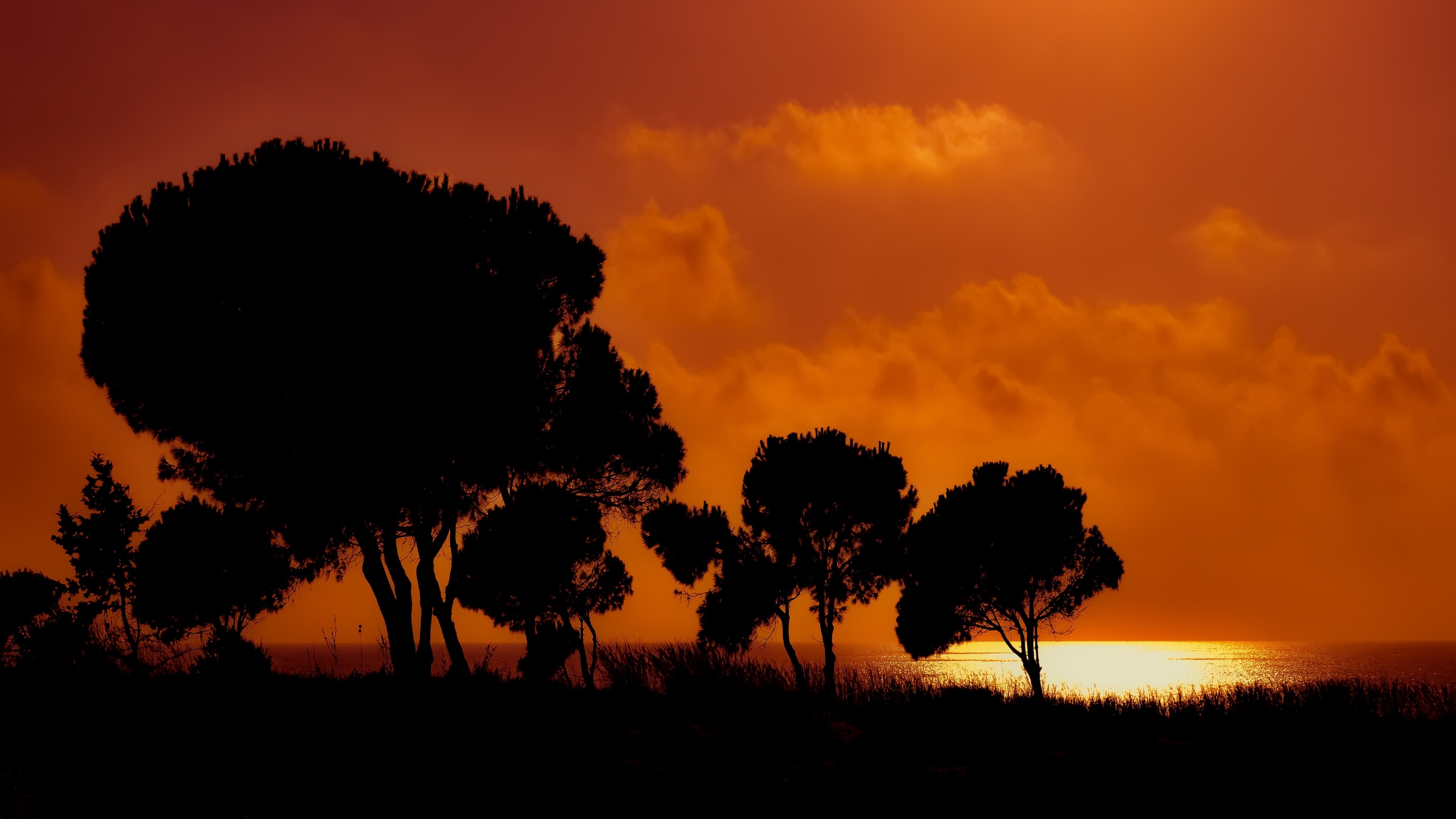 Silhouette of trees against a sunset glow HD Wallpaper