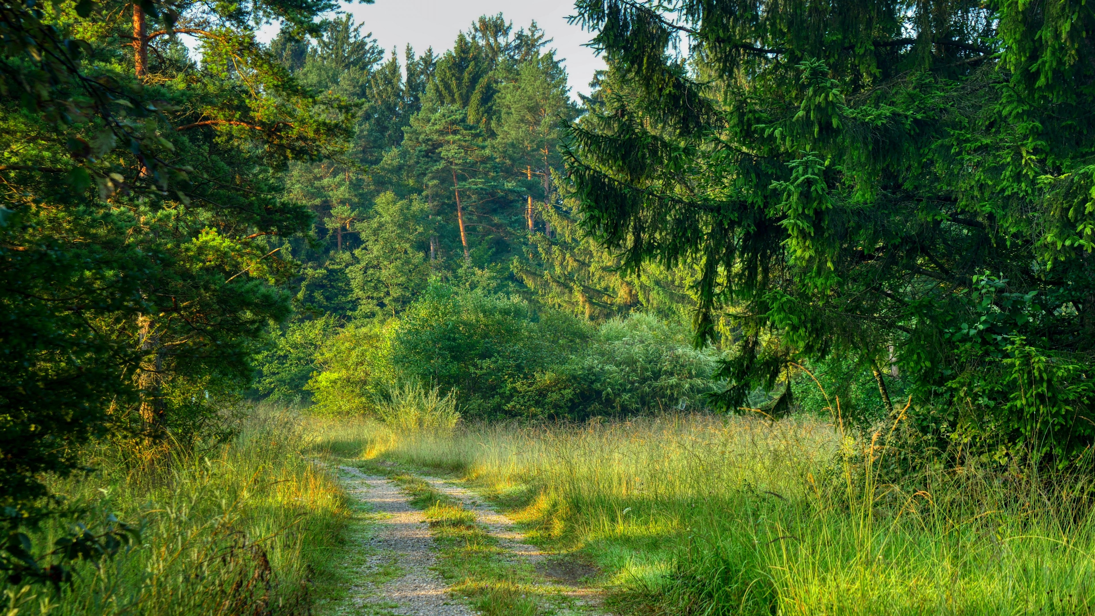 4K Nature Forest Path HD Wallpaper