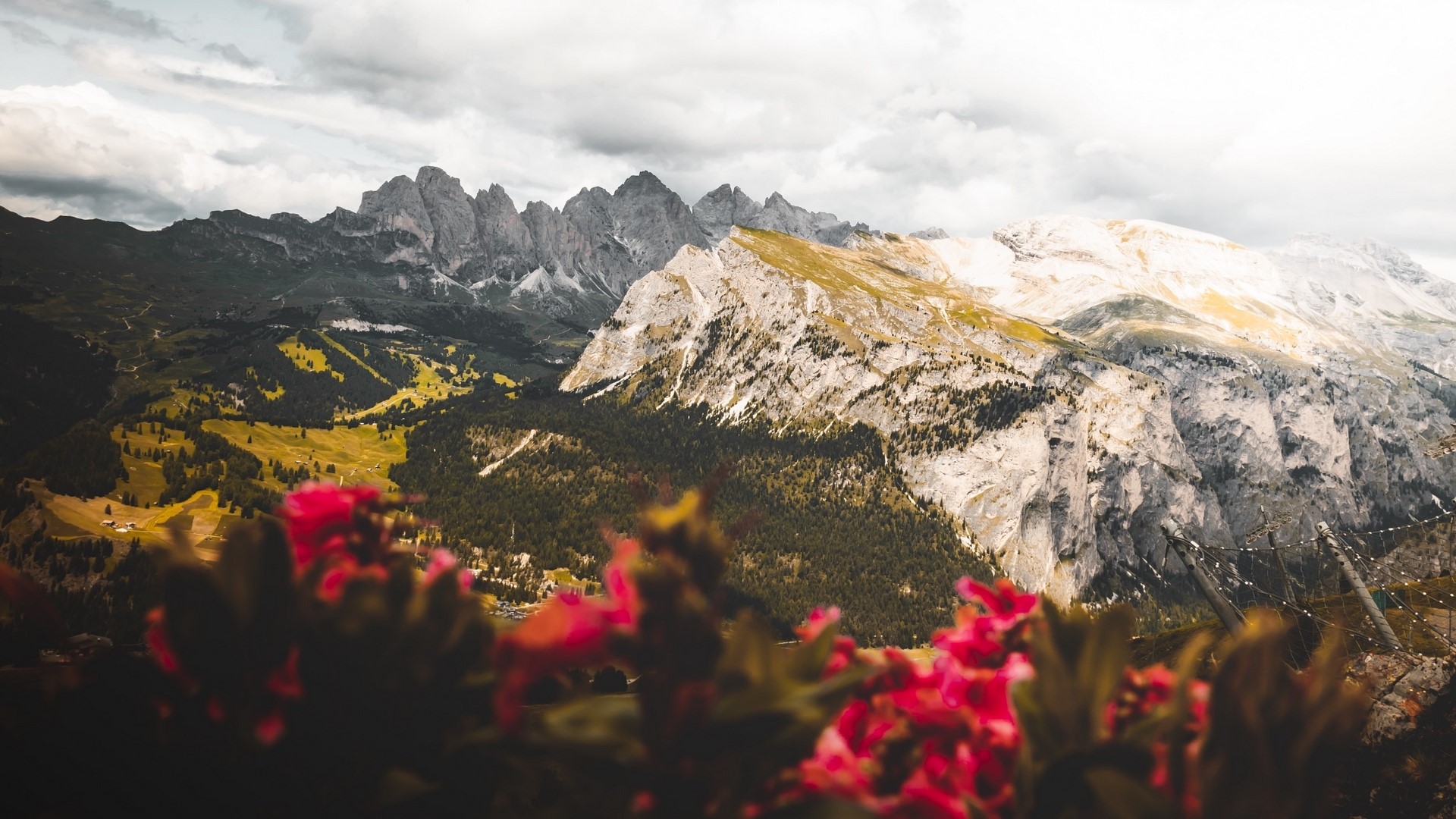 Mountain range with flowers in foreground HD Wallpaper
