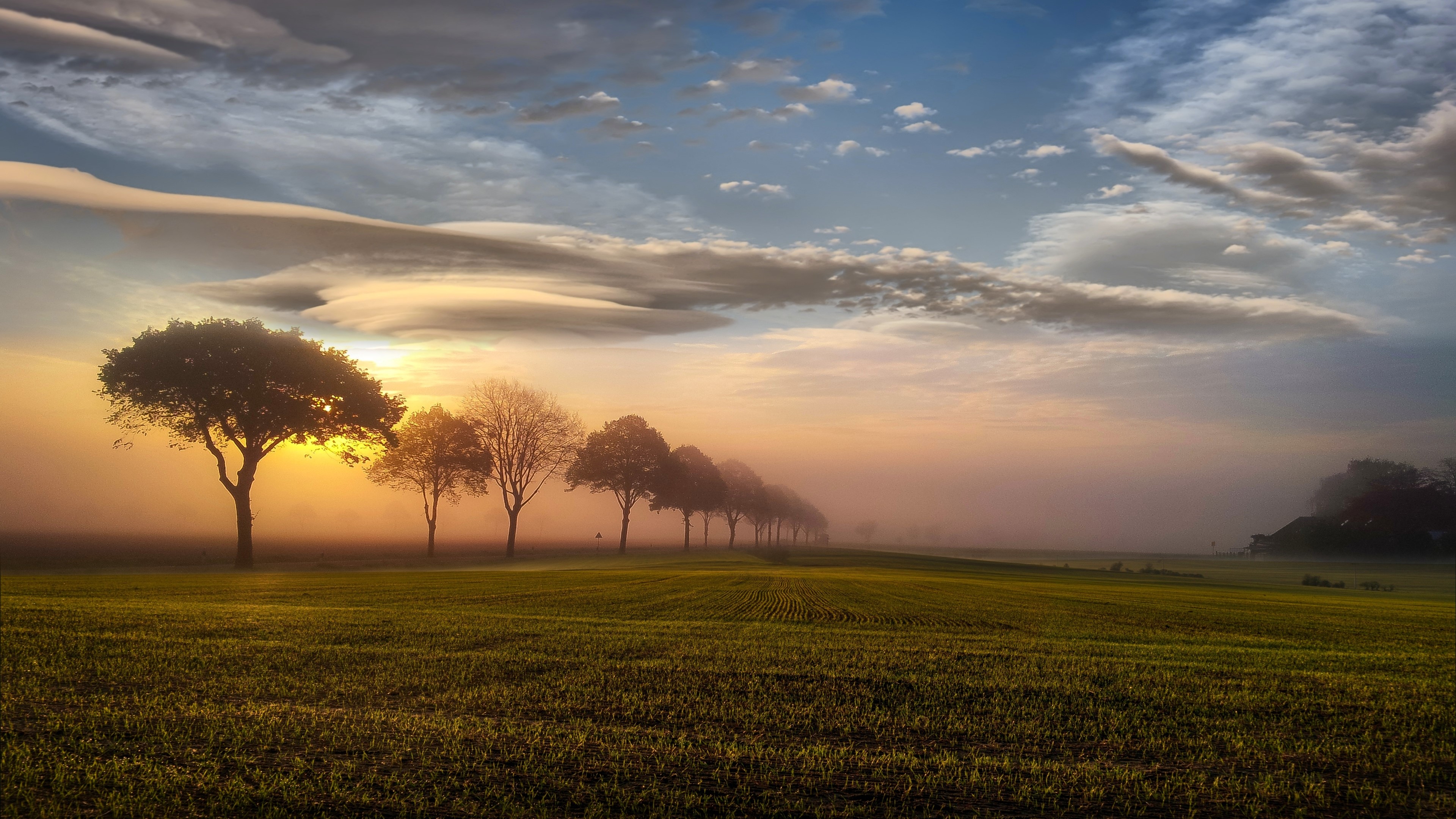 Trees in a field at sunset HD Wallpaper