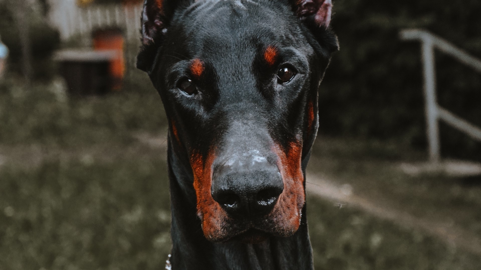 Doberman dog portrait HD Wallpaper