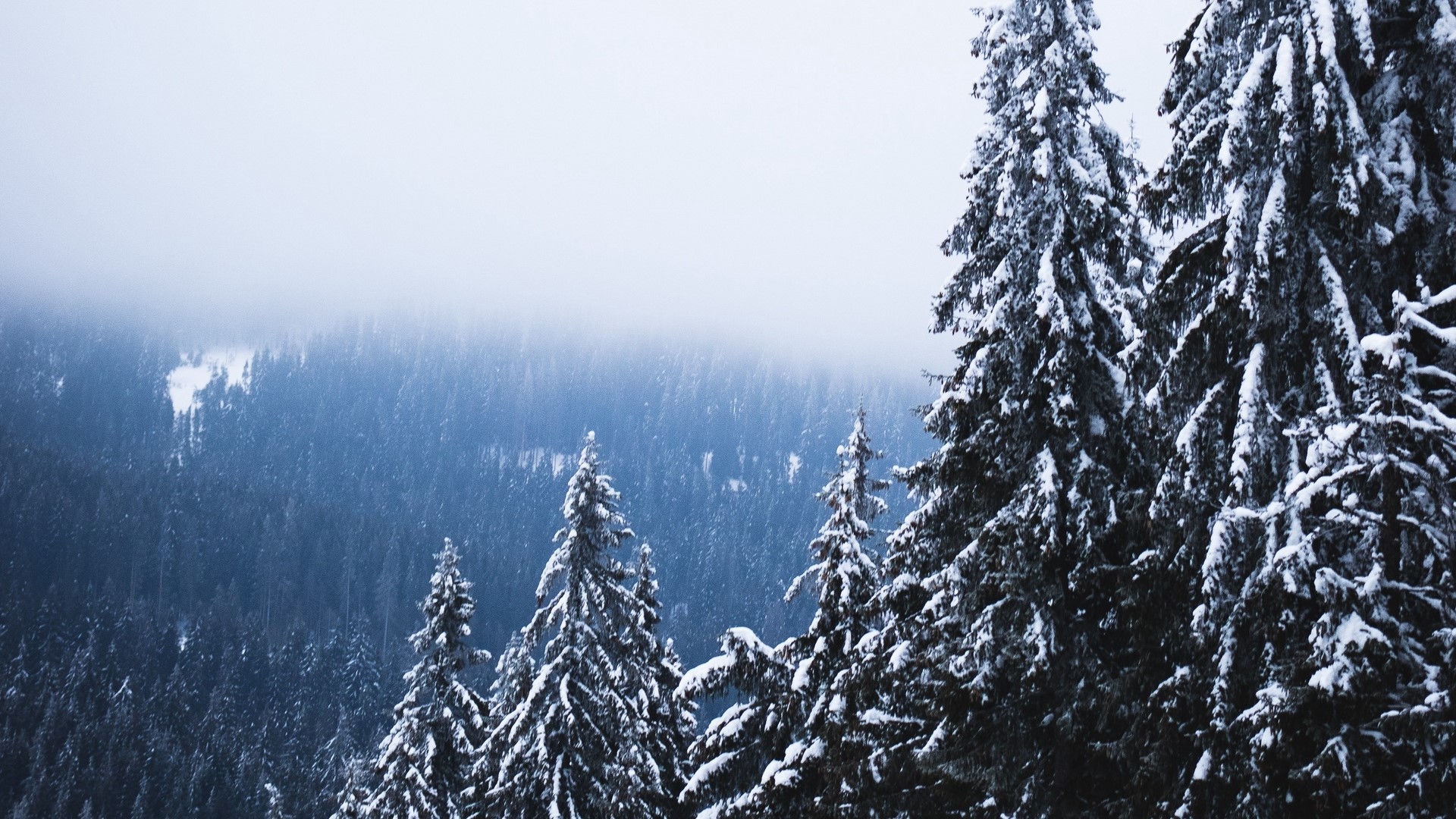 Snow-covered pine forest in the mountains HD Wallpaper