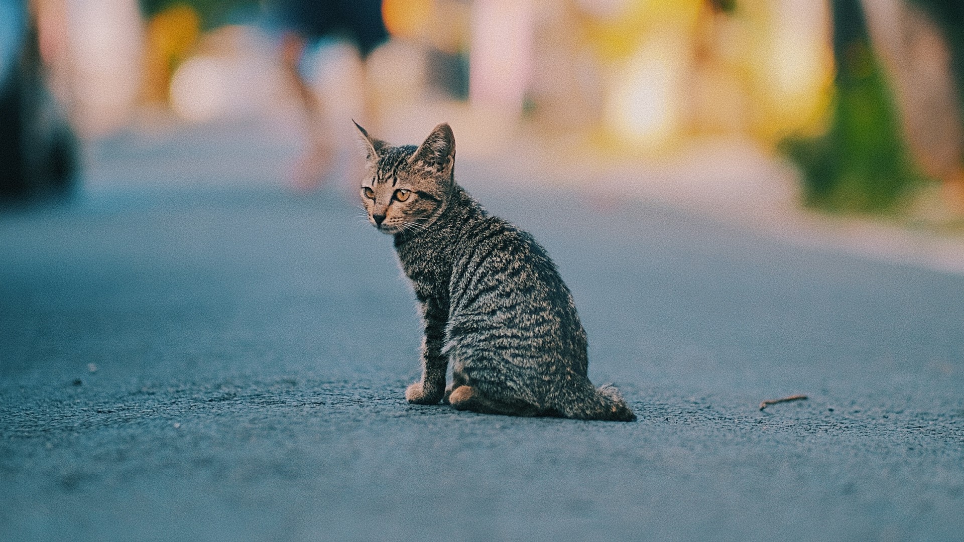 Tabby kitten sitting on asphalt road HD Wallpaper