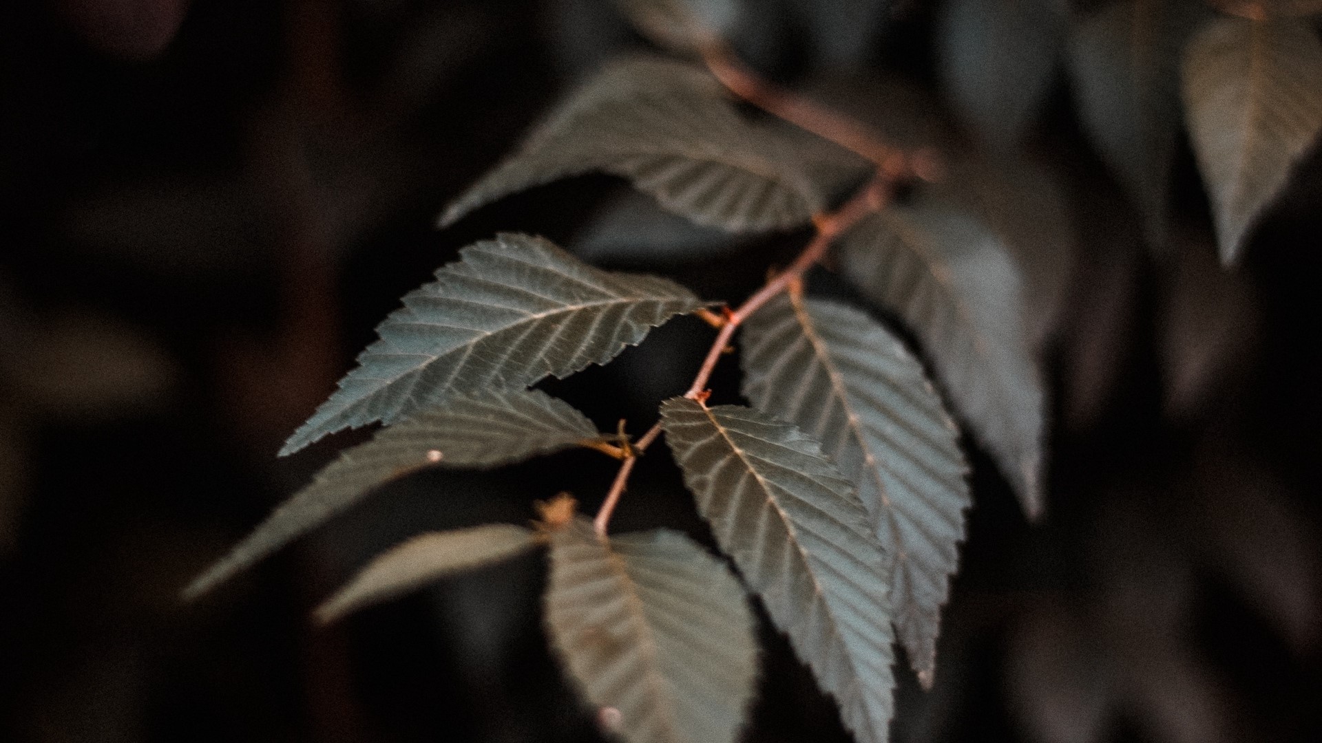 Close-up of dark green leaves on a branch HD Wallpaper