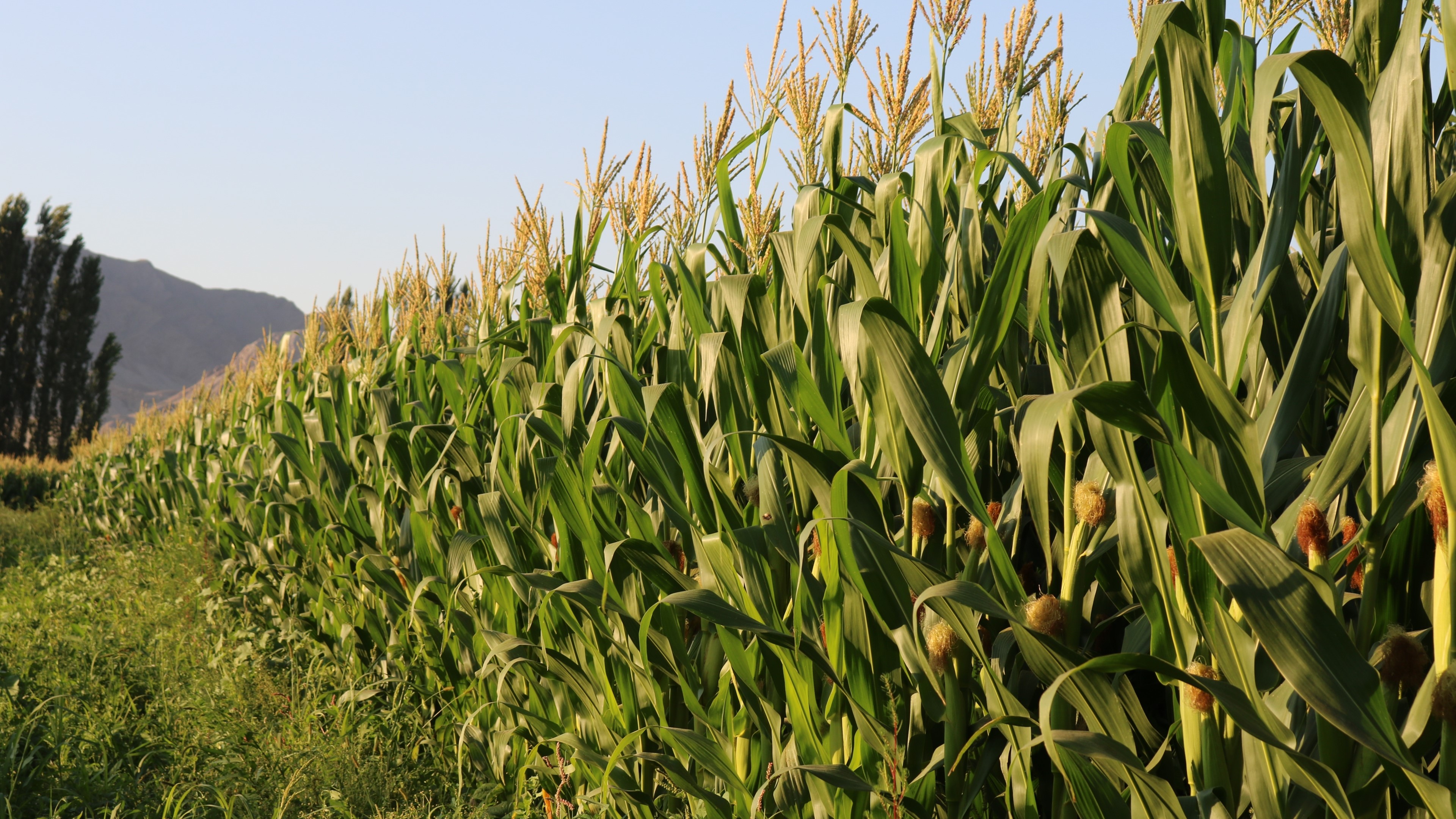Cornfield with Mountains and Trees HD Wallpaper