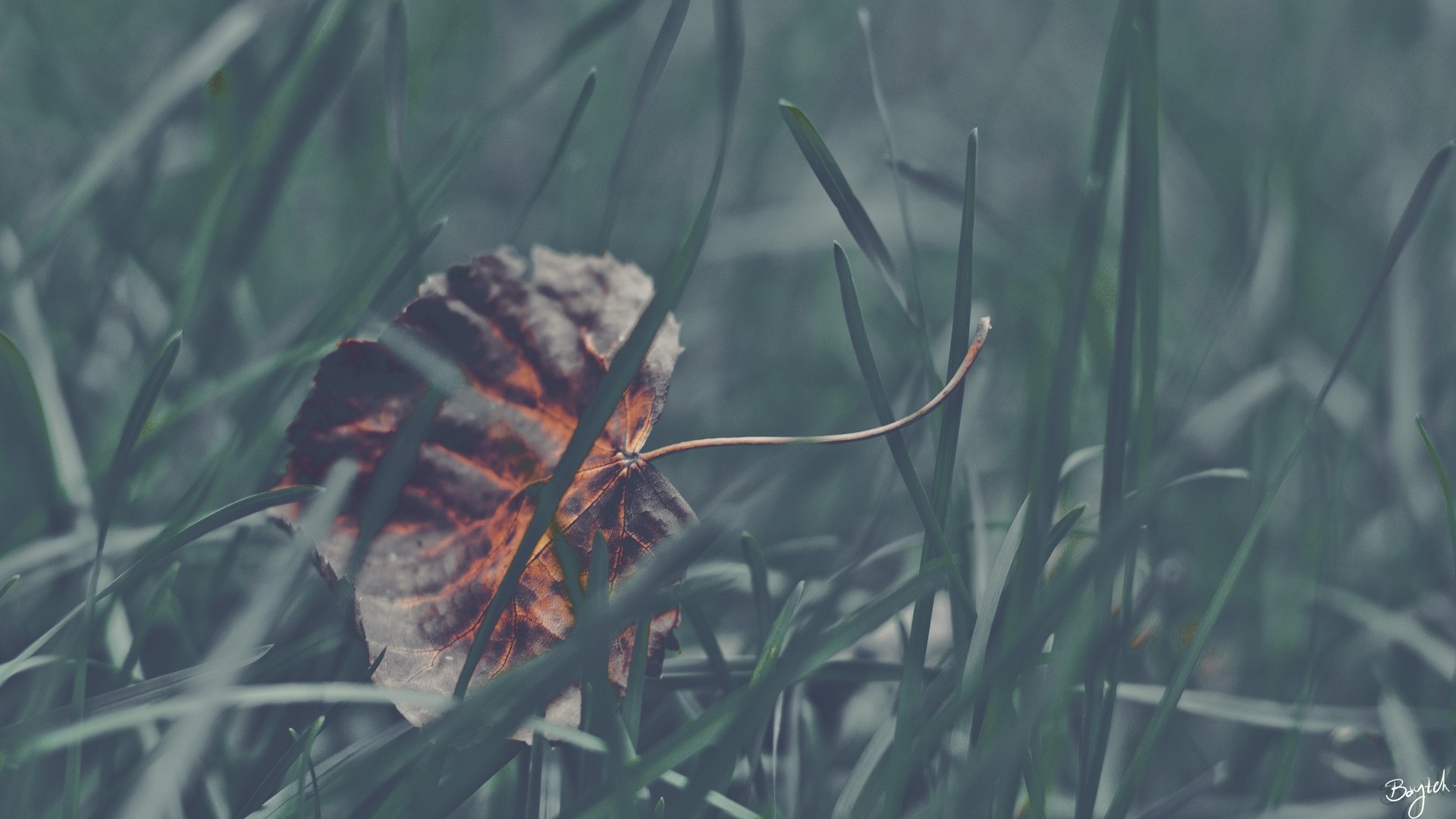 A single fallen leaf rests among blades of grass. HD Wallpaper