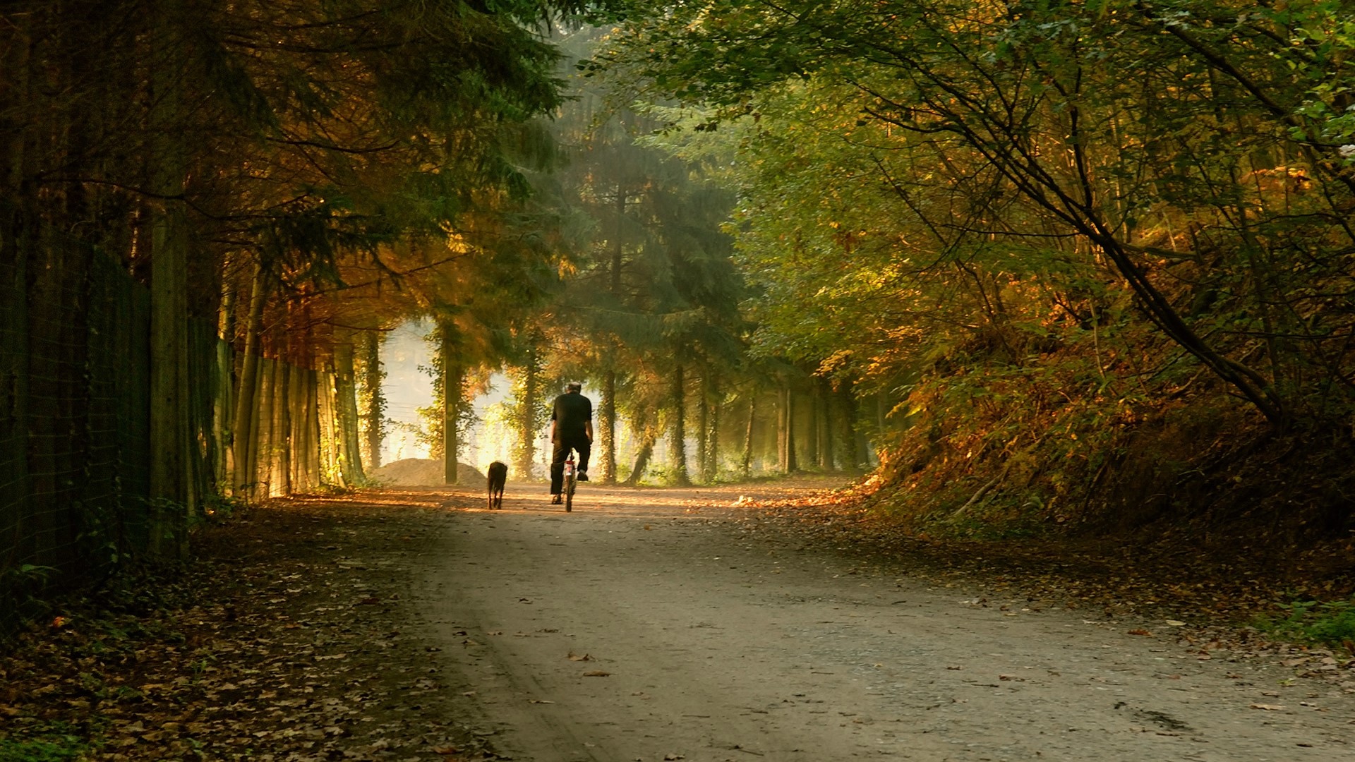 Cyclist and dog on a forest path HD Wallpaper