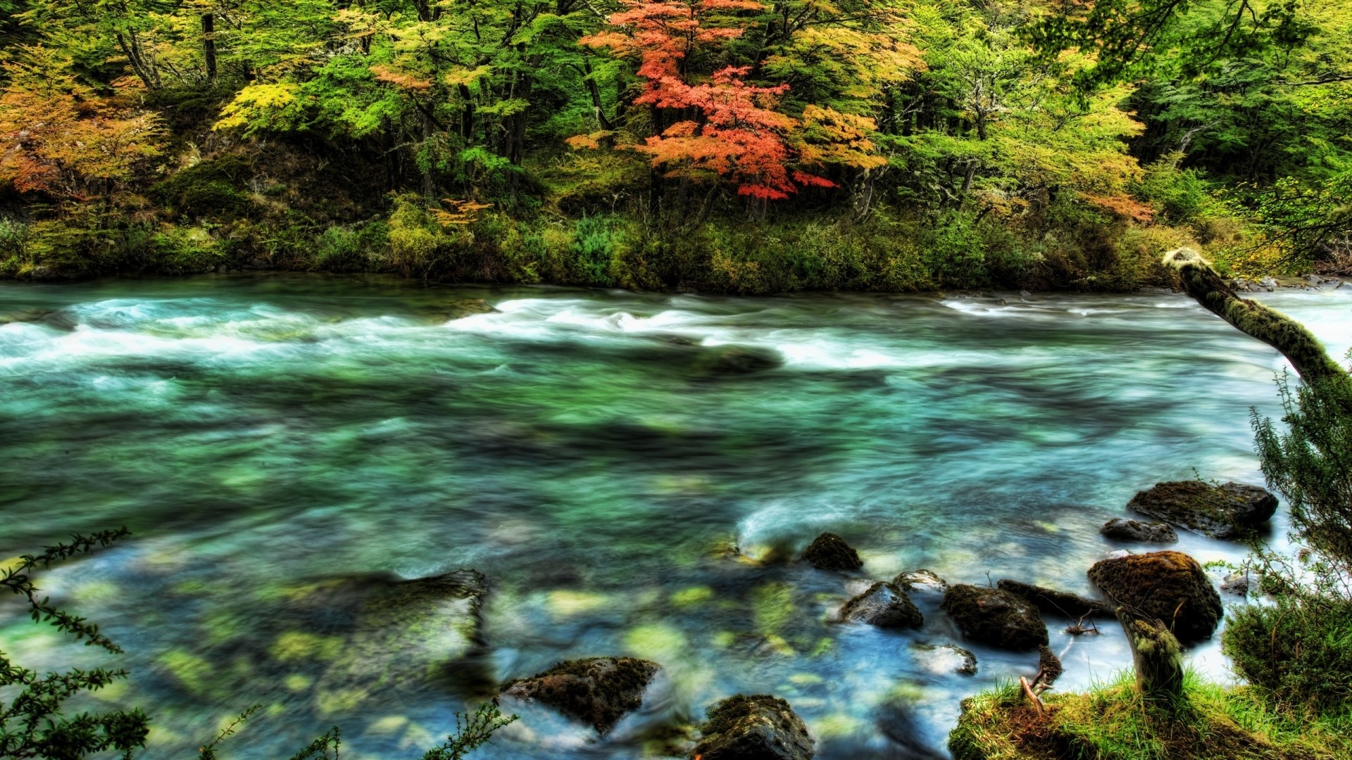 Fast river flowing through autumn forest HD Wallpaper