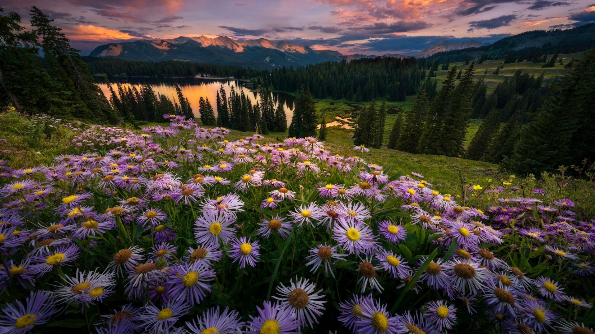 Purple wildflowers in a mountain landscape at sunset HD Wallpaper