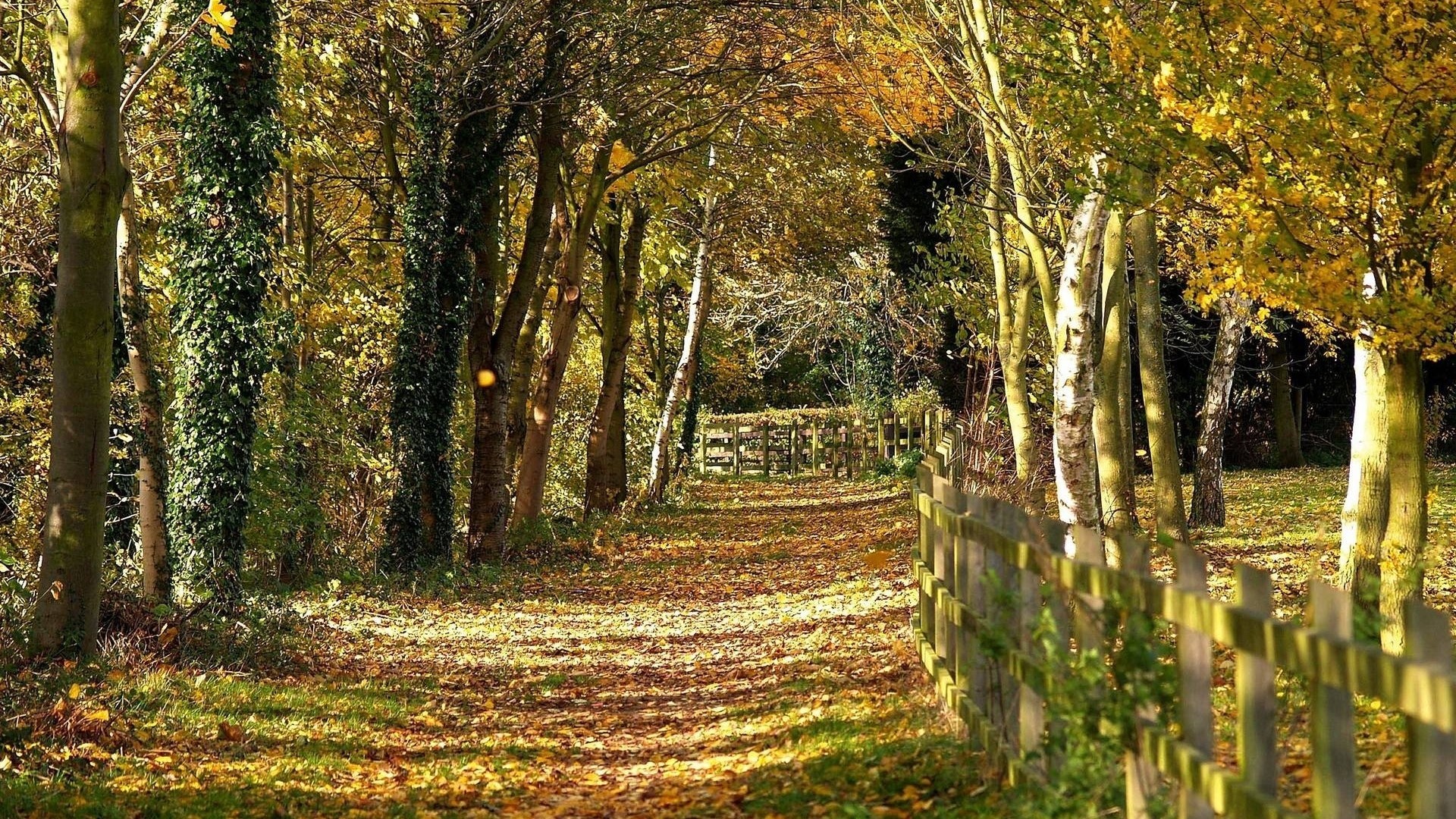 Autumn path through a forest with a wooden fence HD Wallpaper