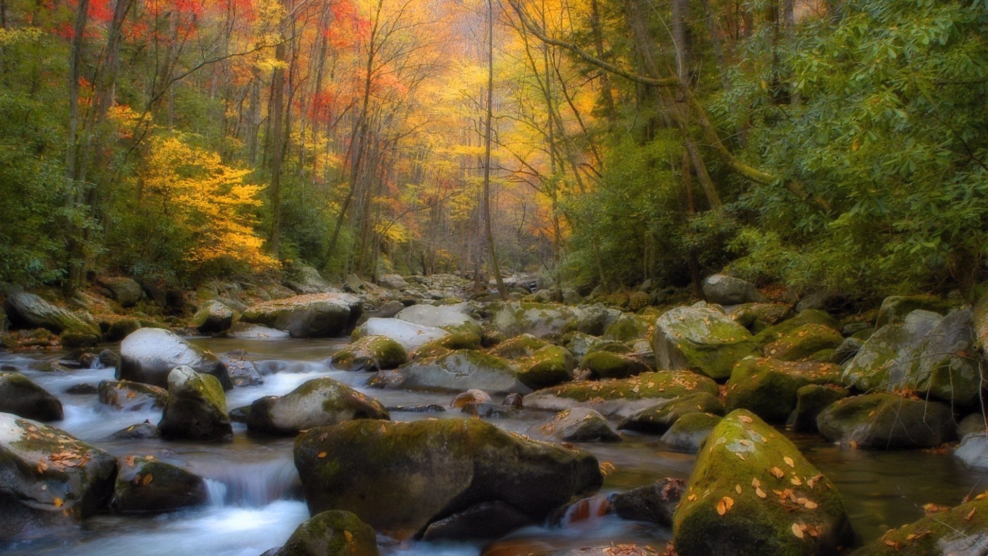 Autumn forest stream with mossy rocks HD Wallpaper