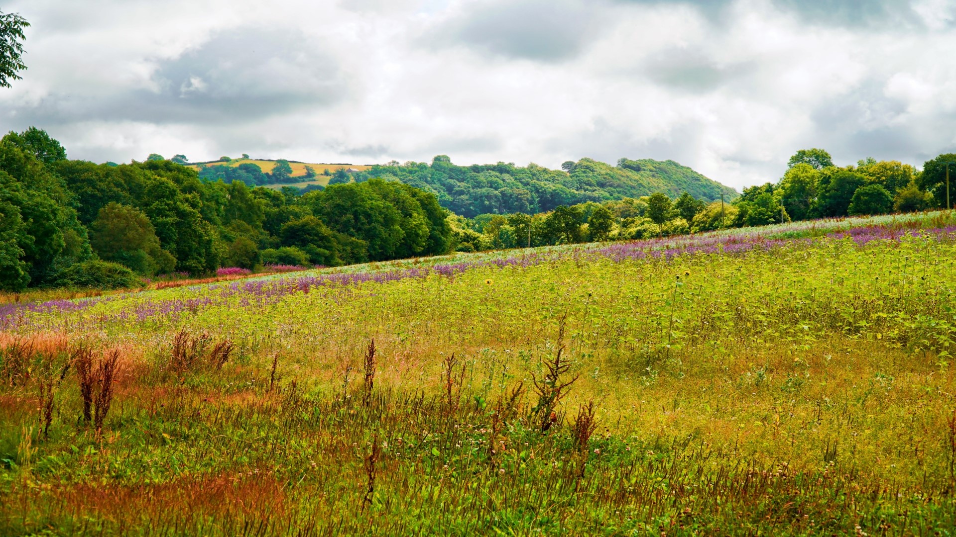 A field of wildflowers and grass with trees and hills in the background HD Wallpaper
