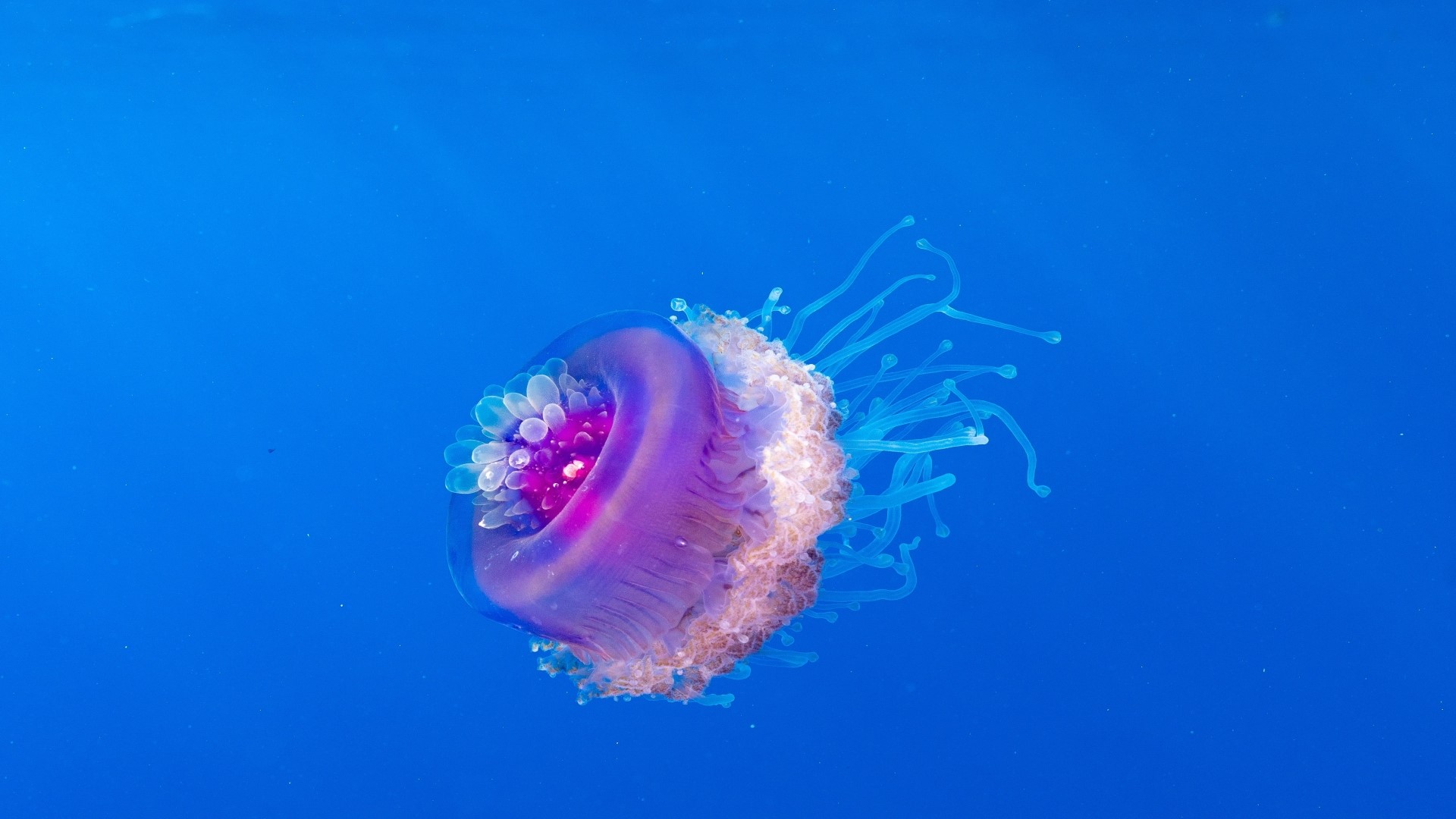 Purple and pink jellyfish with blue tentacles HD Wallpaper