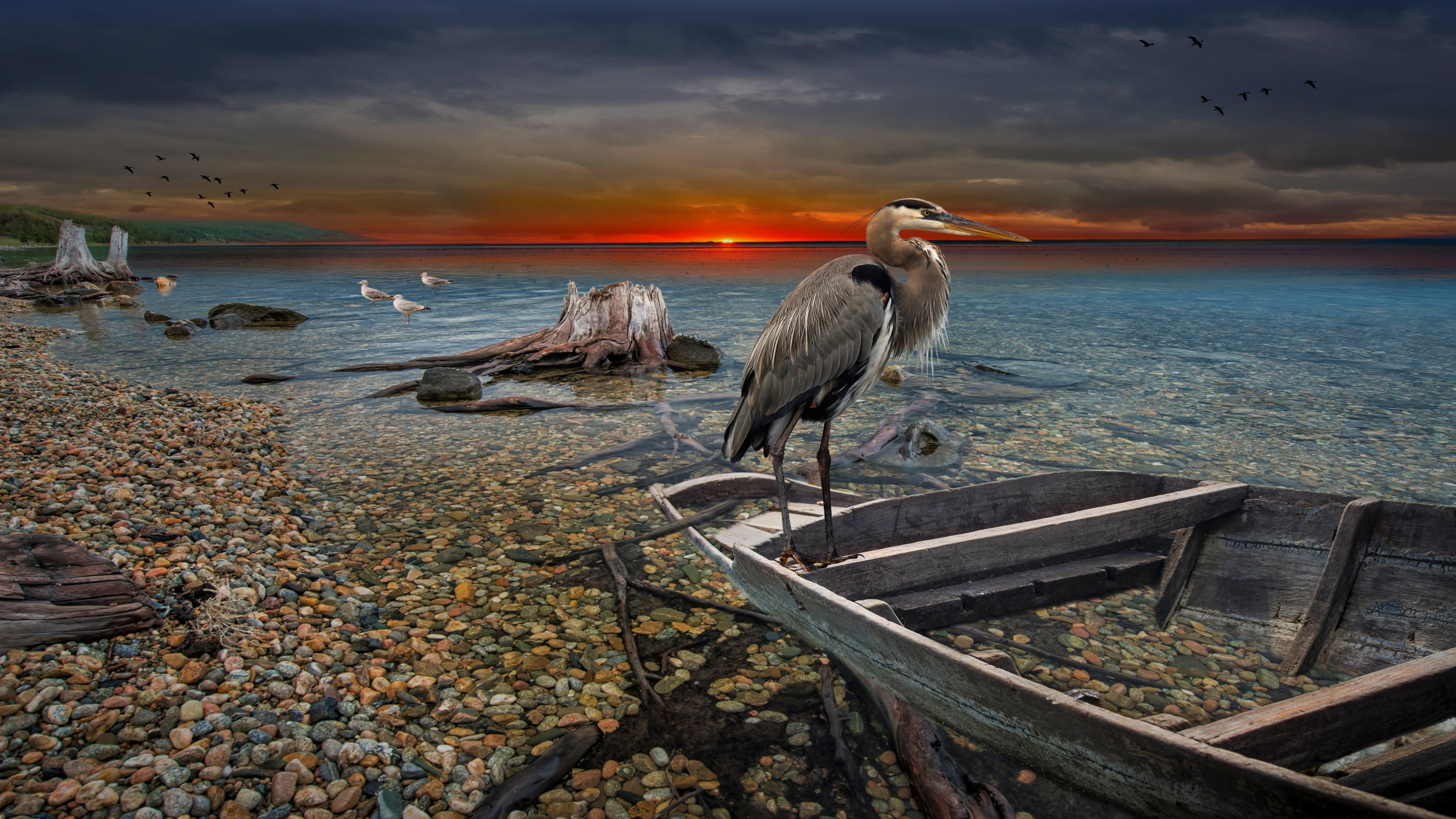 Great Blue Heron on a Boat at Sunset HD Wallpaper