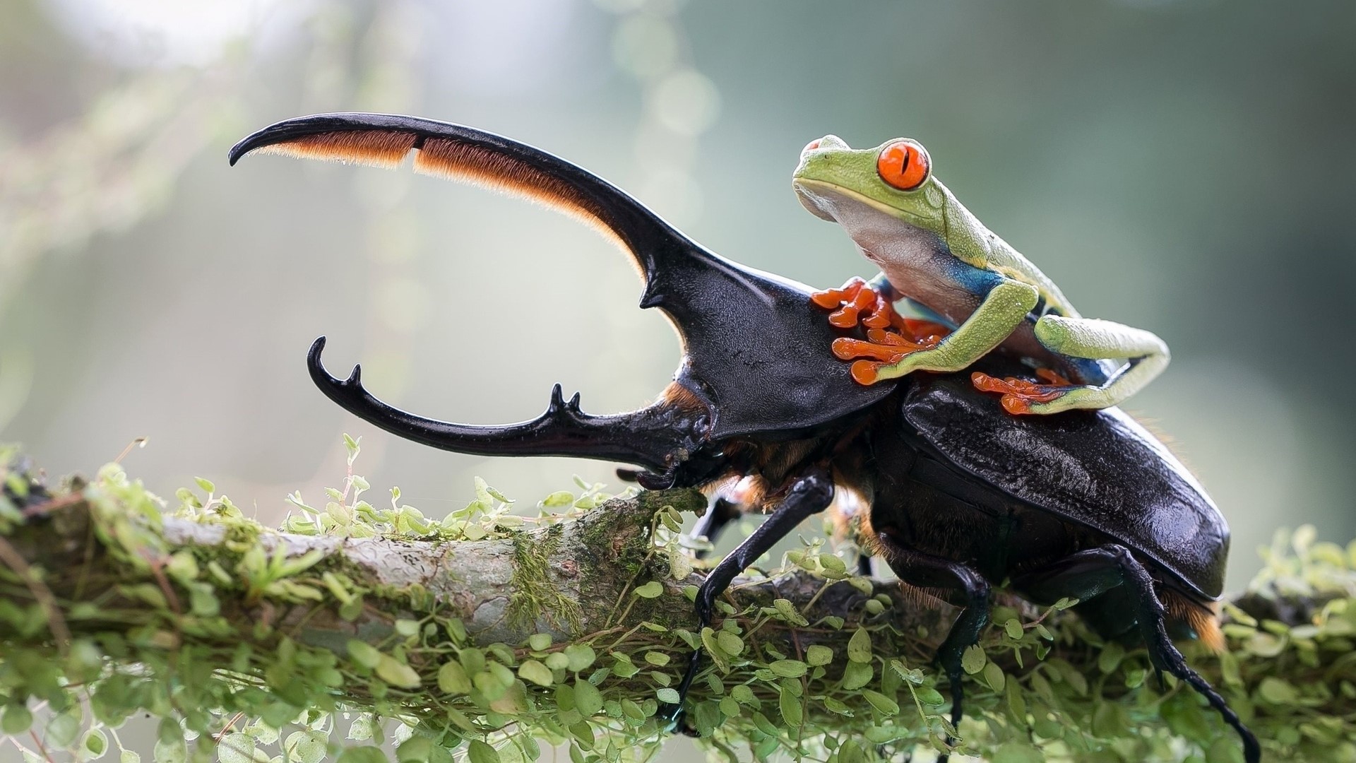 Red-eyed tree frog riding a rhinoceros beetle HD Wallpaper
