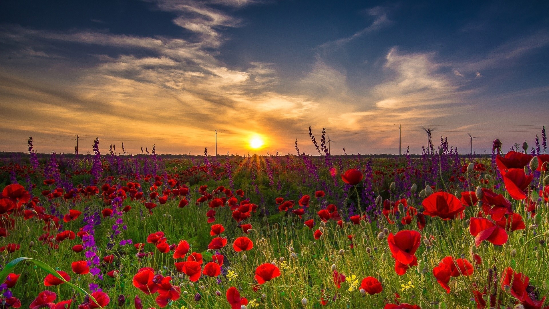 Field of Poppies and Wildflowers at Sunset HD Wallpaper