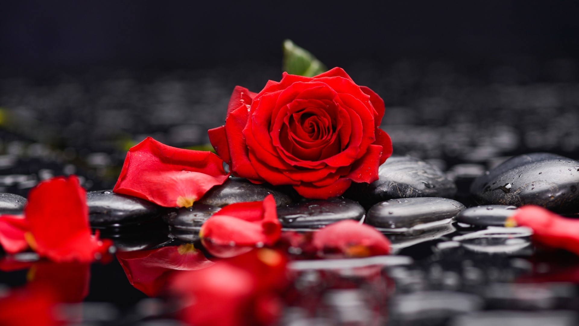 Red rose on wet black stones HD Wallpaper