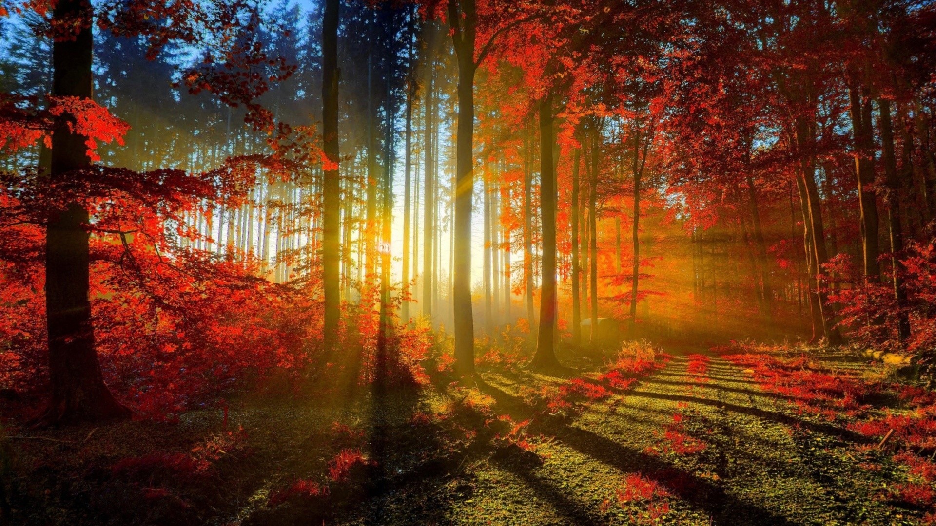 Autumn forest with sunbeams HD Wallpaper