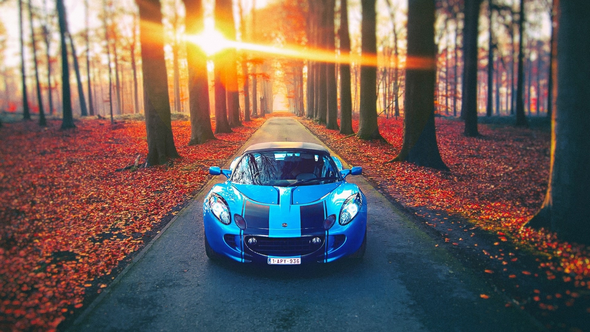 Blue Lotus car on a road lined with trees in autumn HD Wallpaper