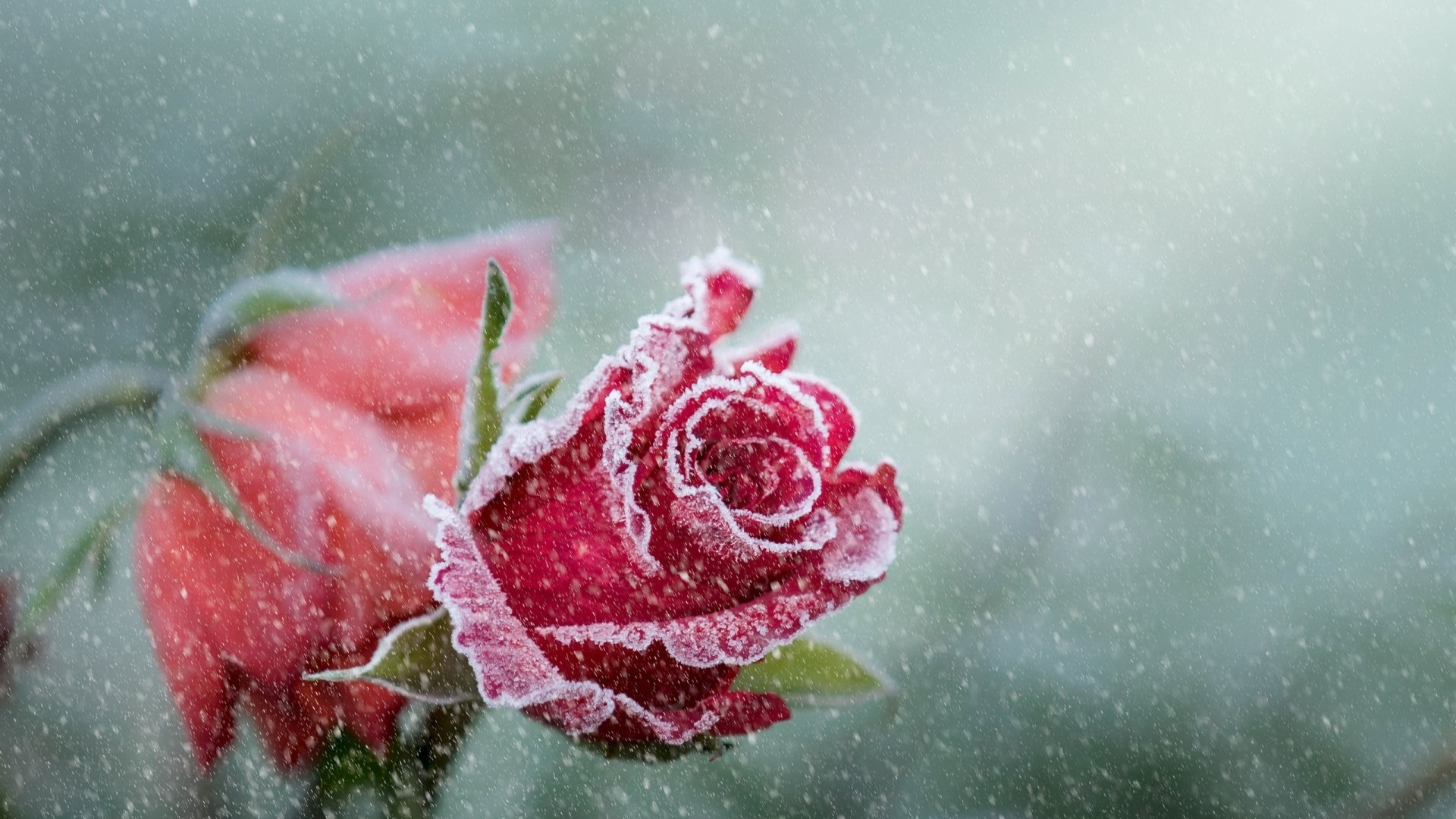 Red rose covered in frost during snowfall HD Wallpaper