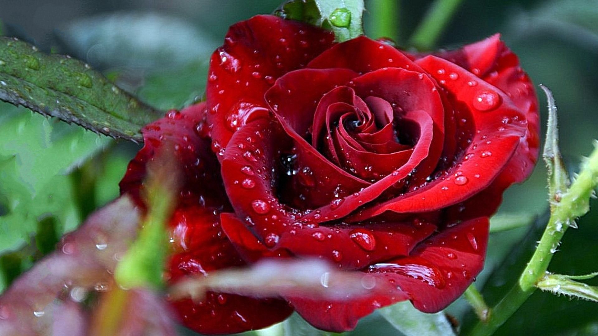 Red rose with water droplets HD Wallpaper