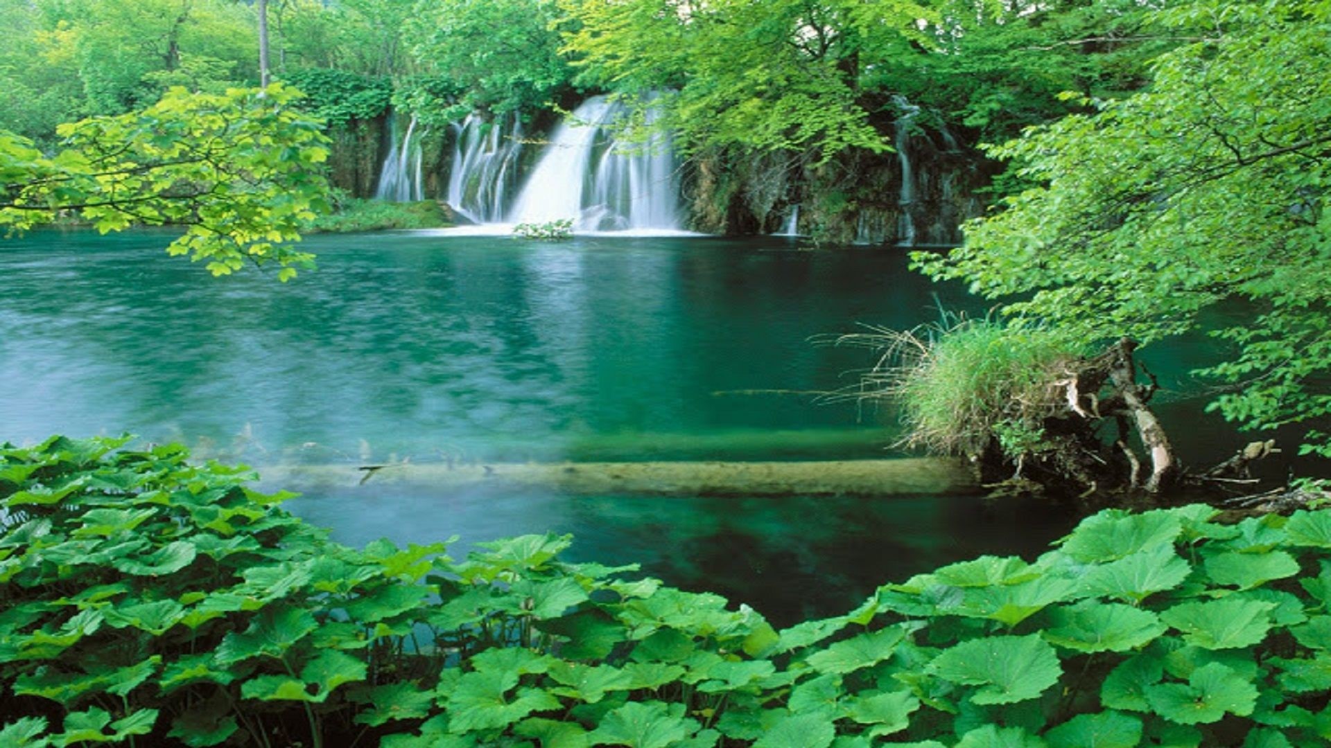 Waterfall and fallen tree in a forest HD Wallpaper