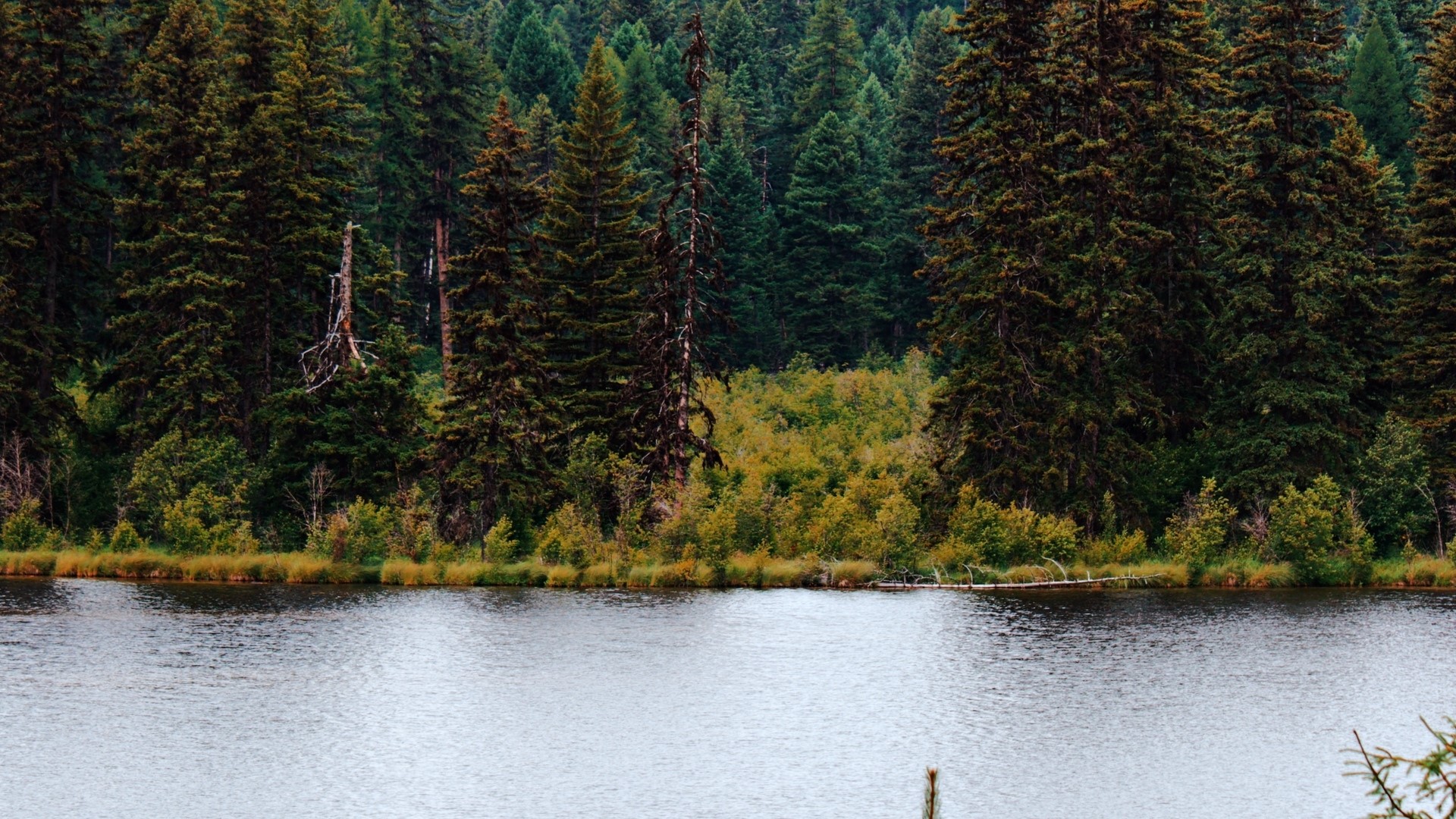 Forest lake with trees HD Wallpaper