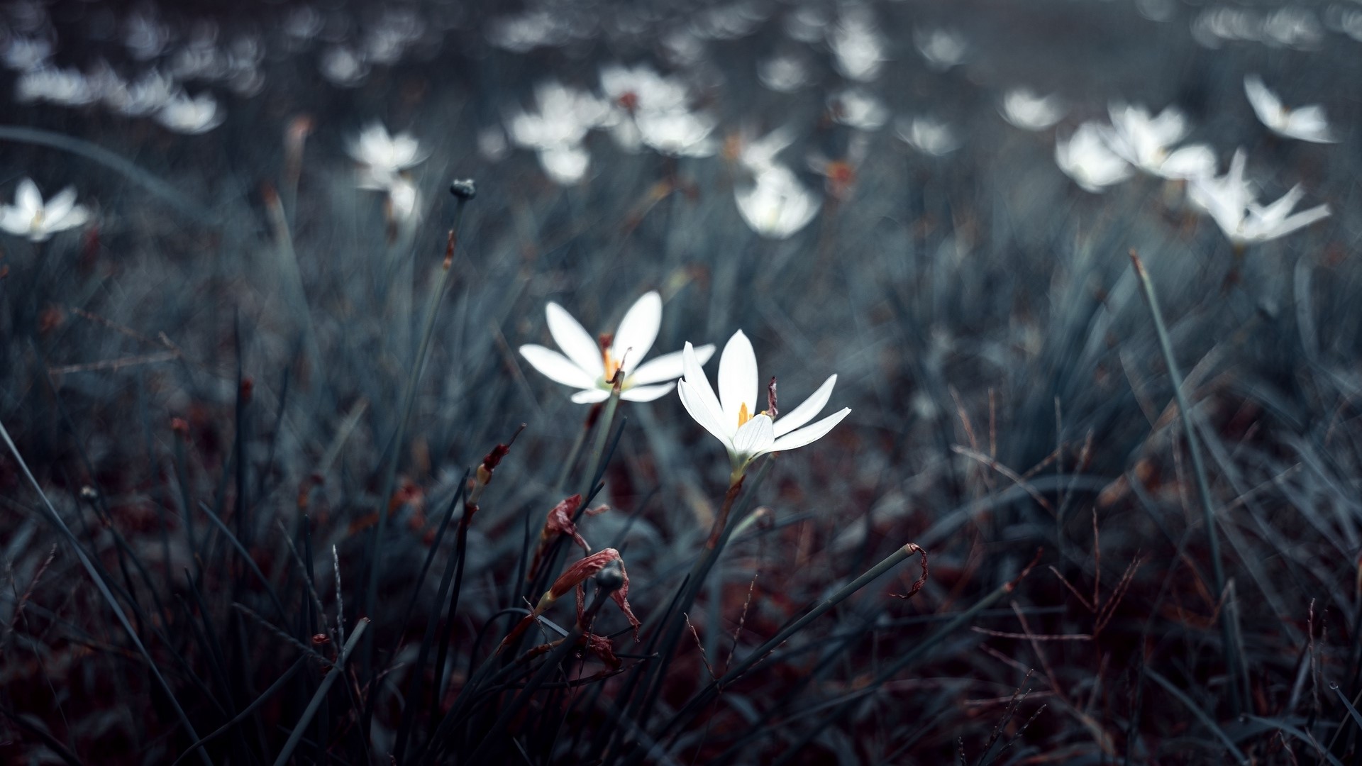 White flowers in a dark, grassy field HD Wallpaper