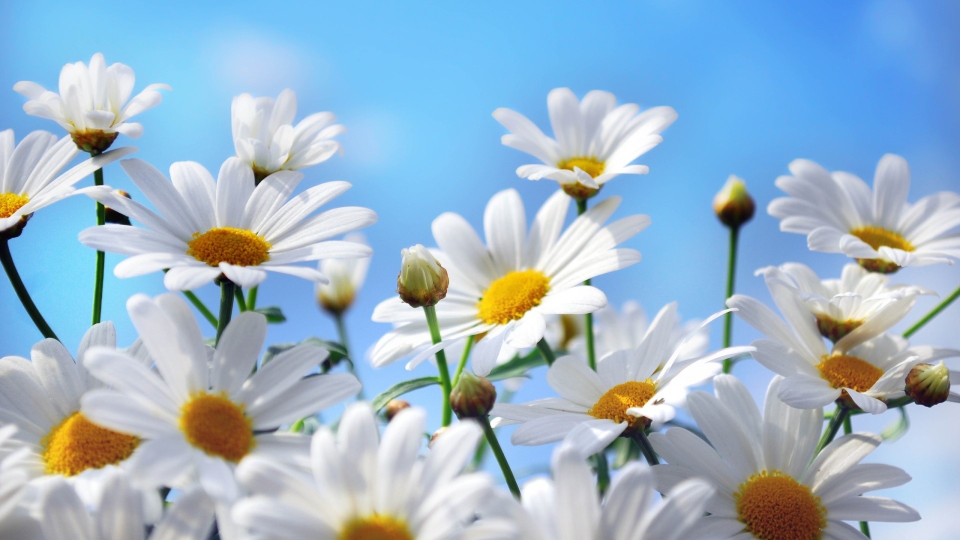 White daisies against a blue sky HD Wallpaper