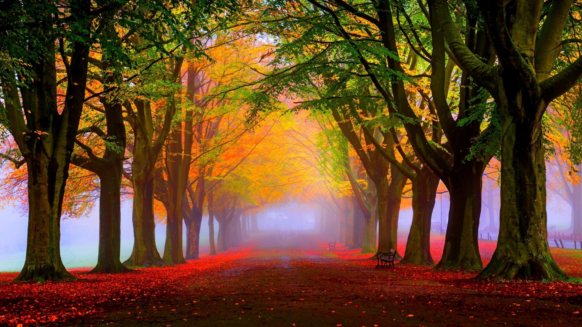 Autumn tree-lined path with fallen leaves HD Wallpaper