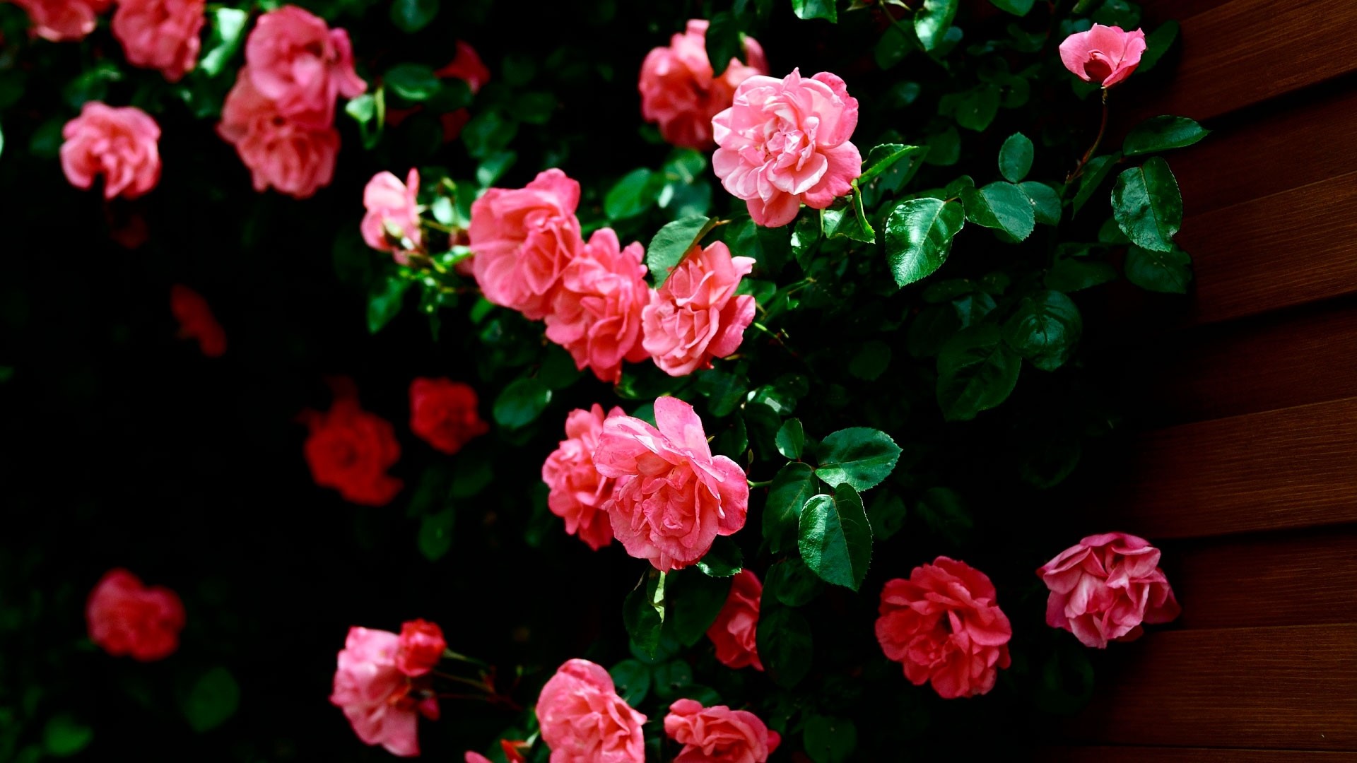 Pink roses on a dark background with wooden siding HD Wallpaper