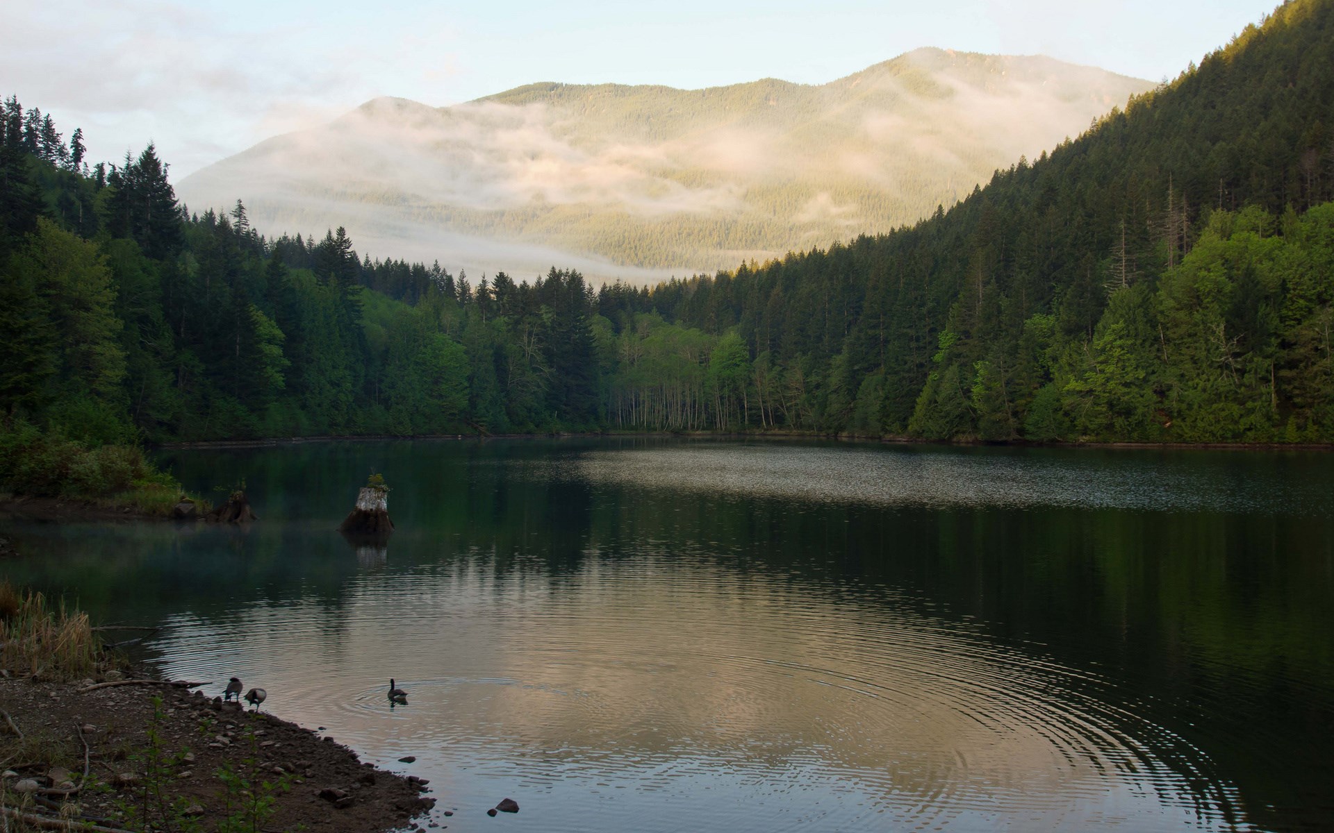 Lake surrounded by forest with mountains in the background HD Wallpaper