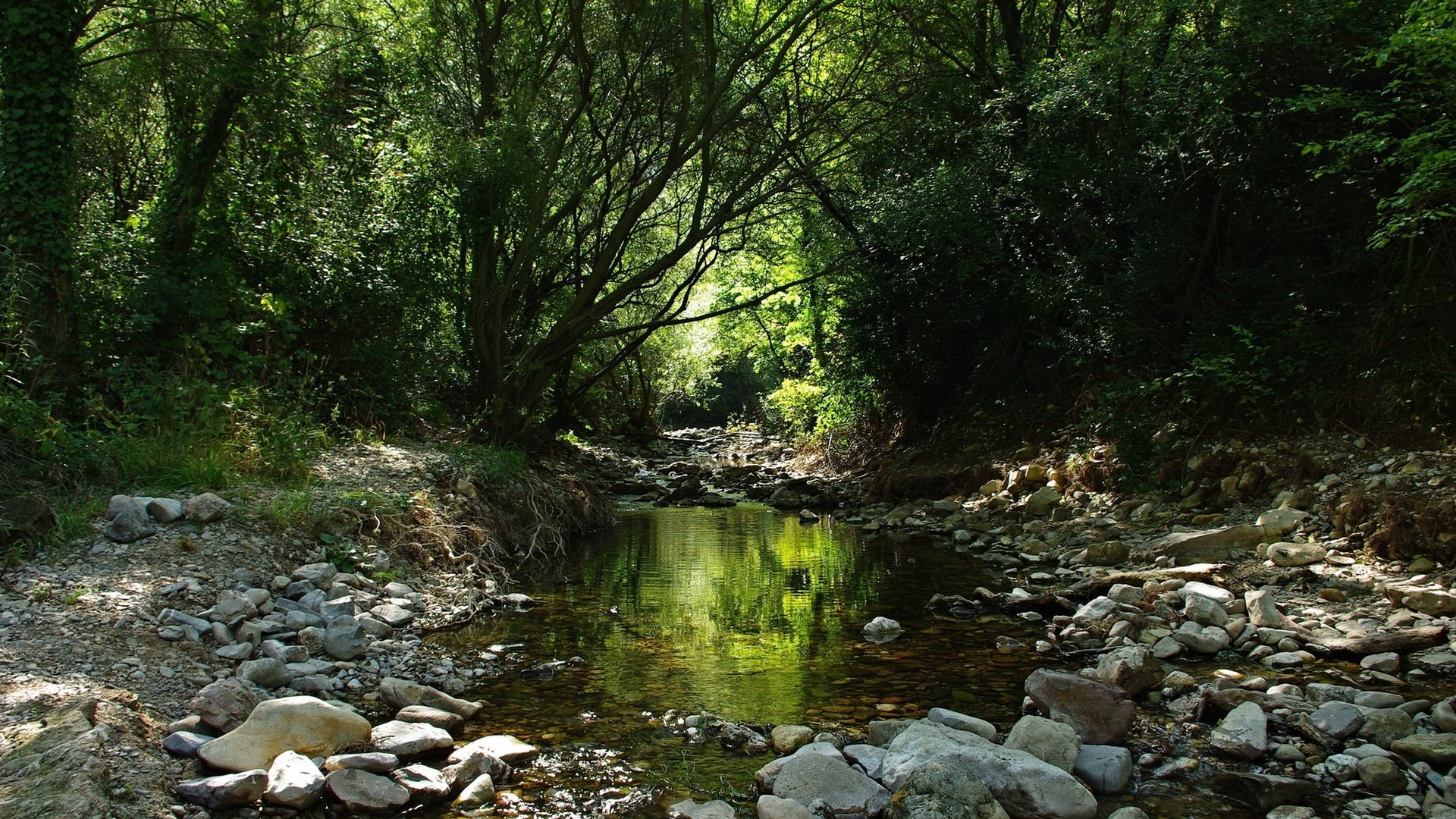 Stream flowing through a sunlit forest HD Wallpaper