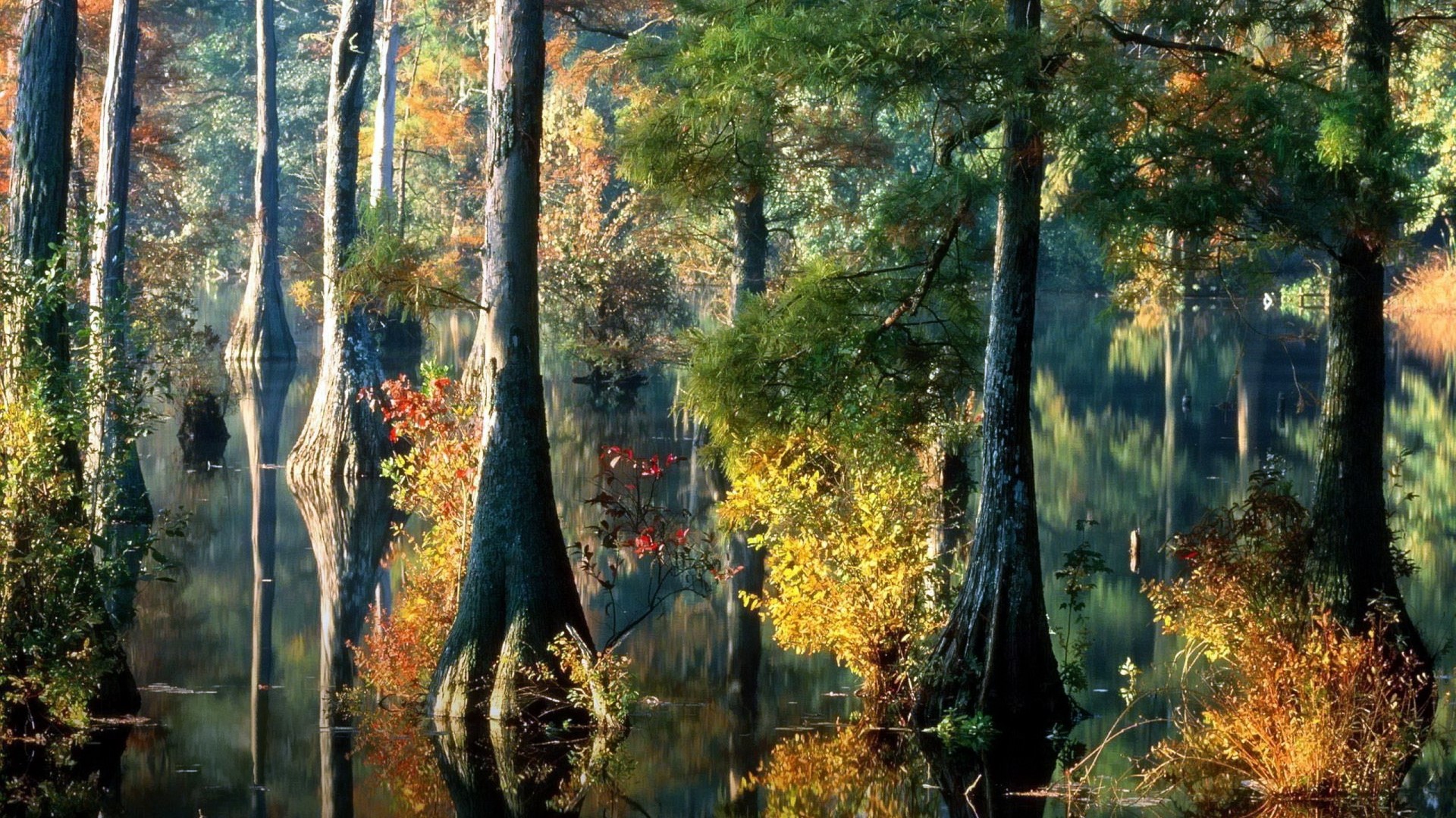 Autumn forest reflected in still water HD Wallpaper