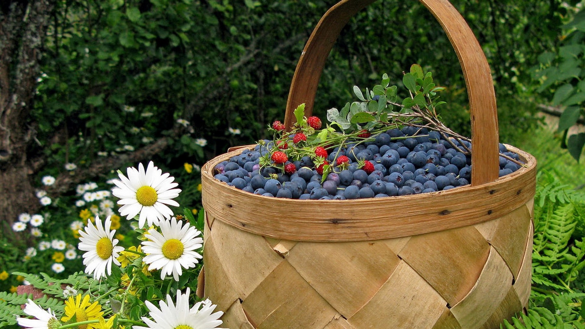 Basket of blueberries and wild strawberries with daisies HD Wallpaper