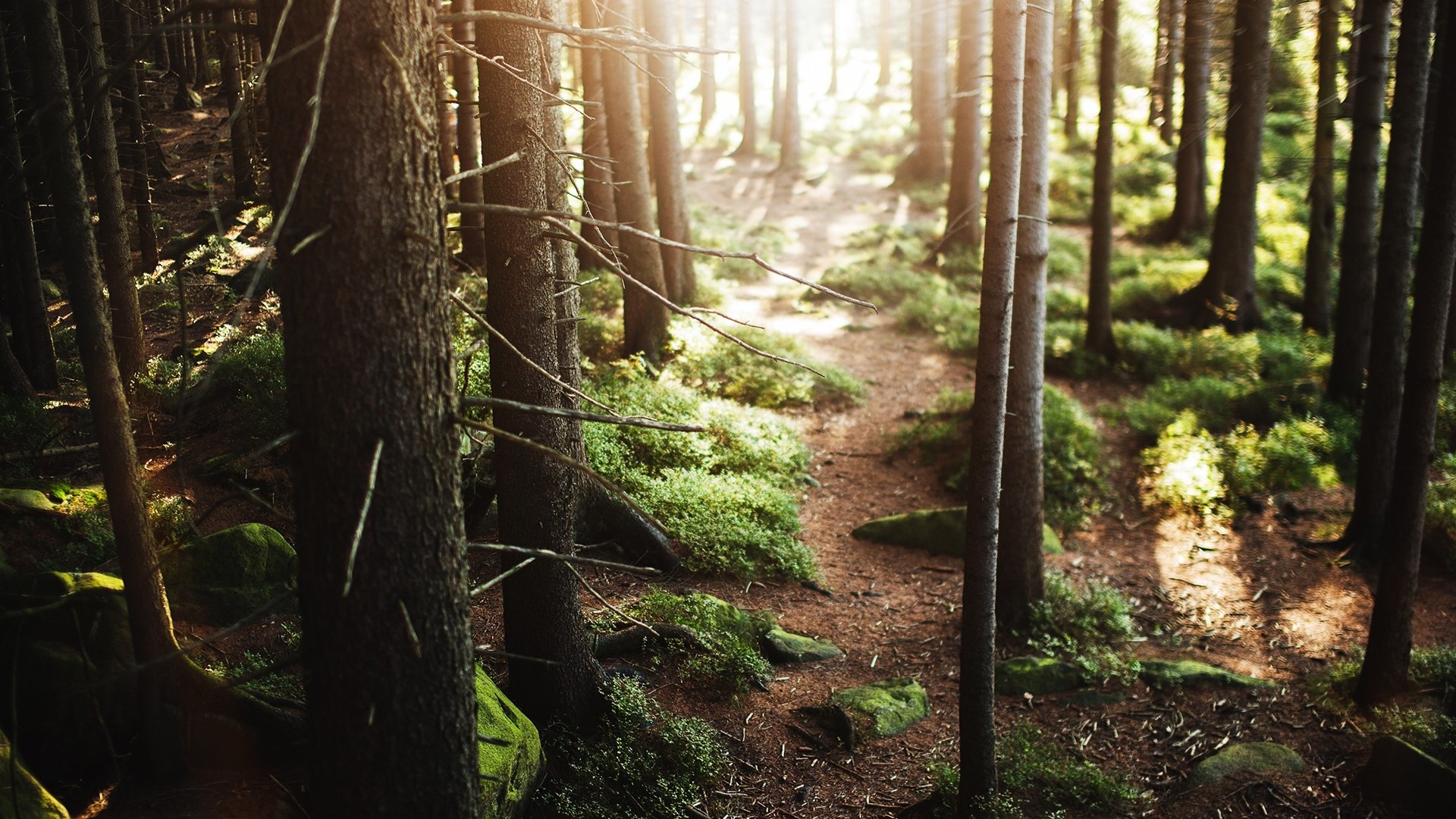 Morning sunlit forest path HD Wallpaper