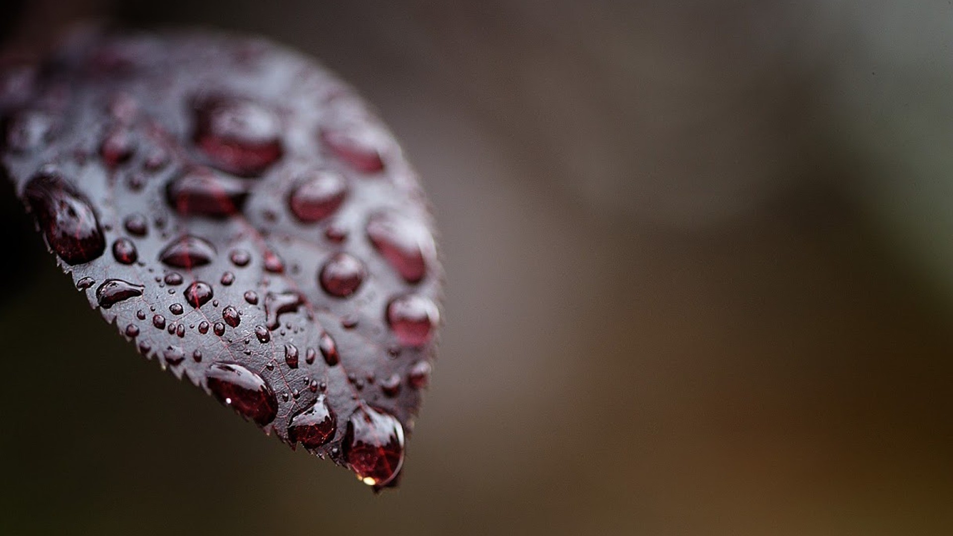 Water drops on a dark red leaf HD Wallpaper