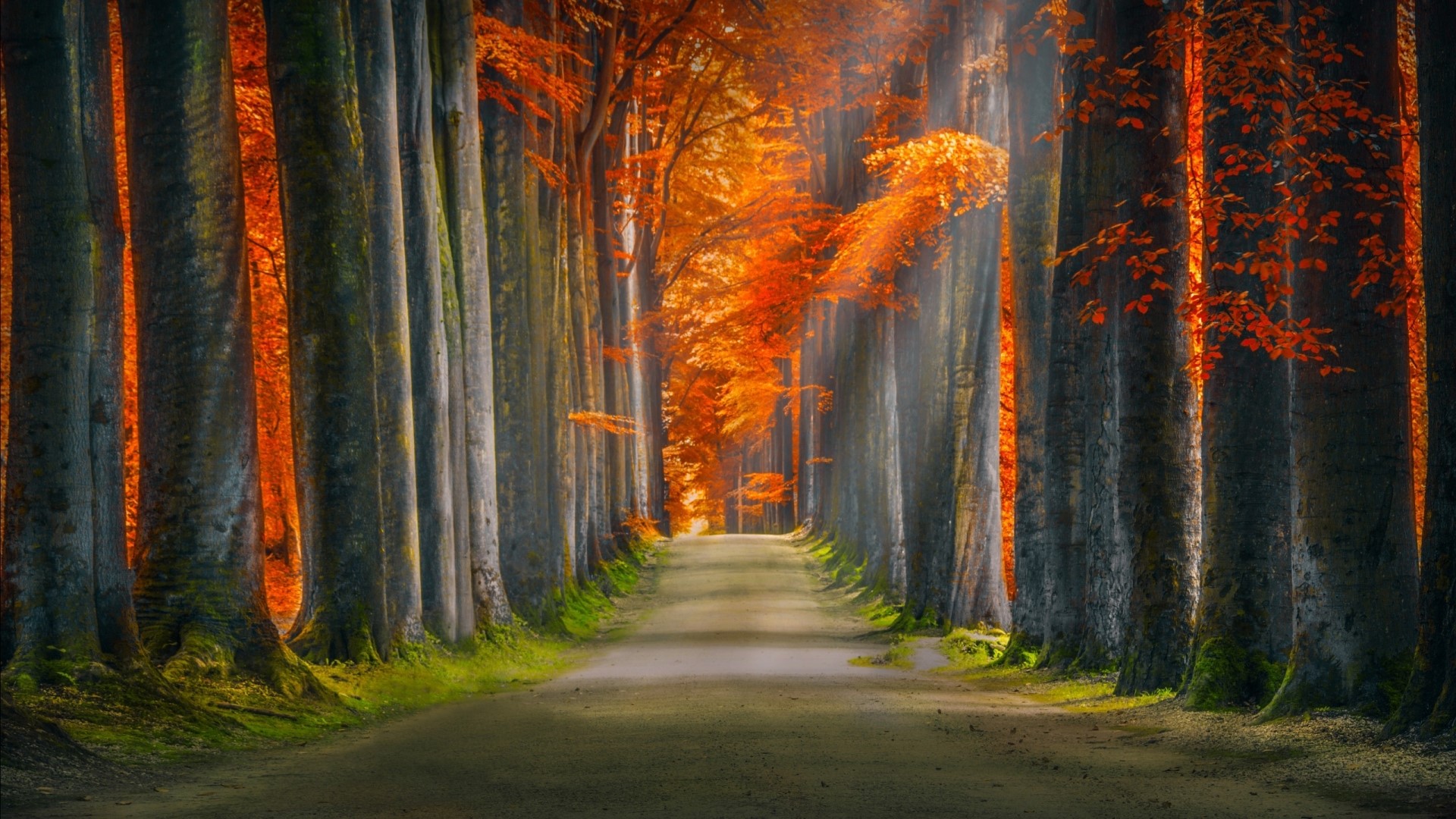 Autumn forest path with colorful trees HD Wallpaper