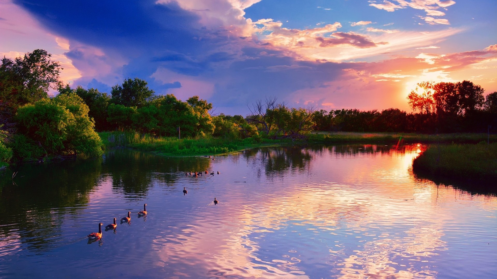 Ducks swimming in a lake at sunset HD Wallpaper