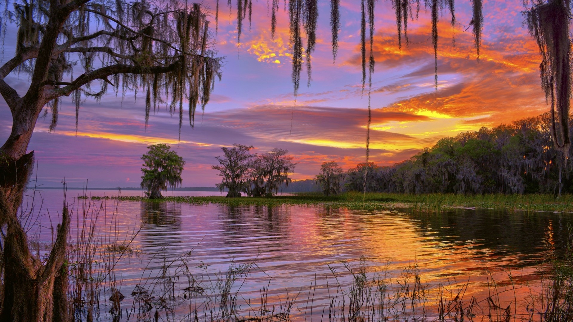 Lake at sunset with Spanish moss HD Wallpaper