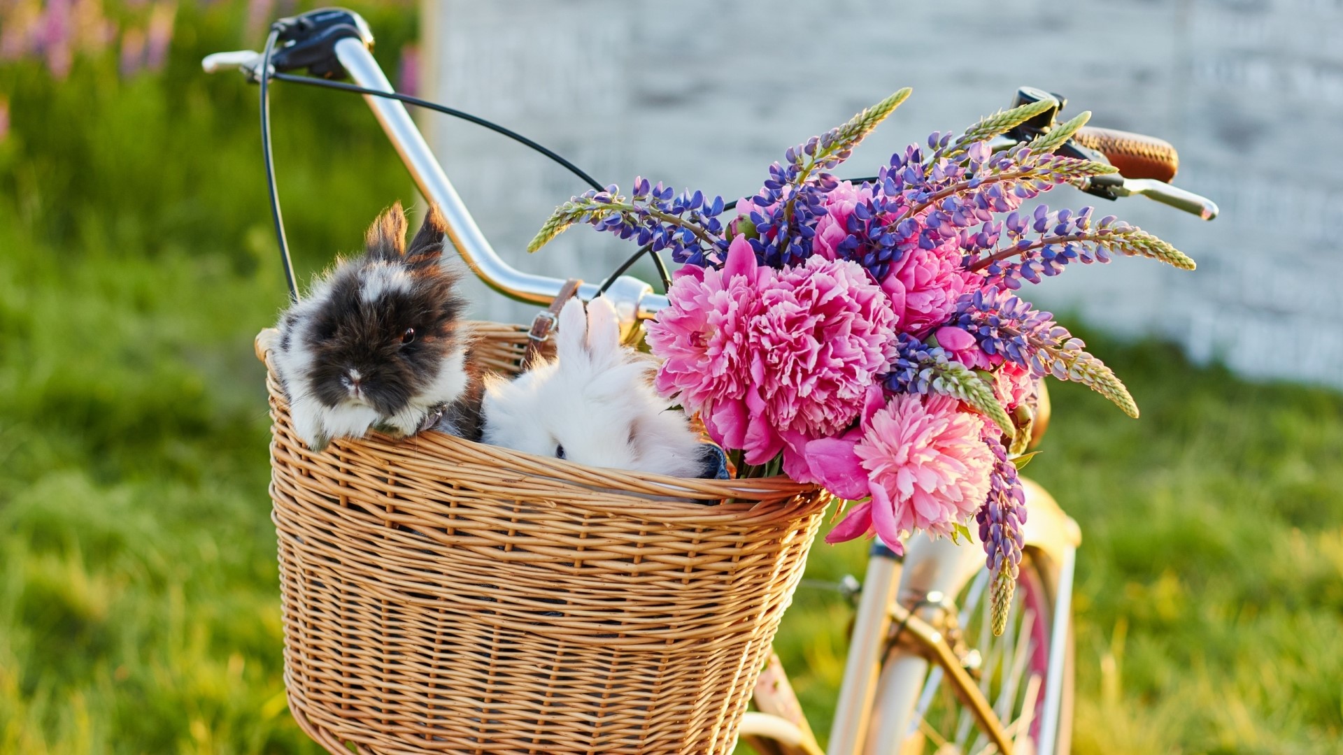 Two rabbits and flowers in a bicycle basket HD Wallpaper