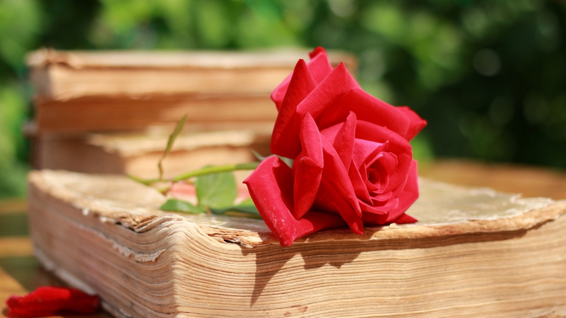 Red rose on old books HD Wallpaper