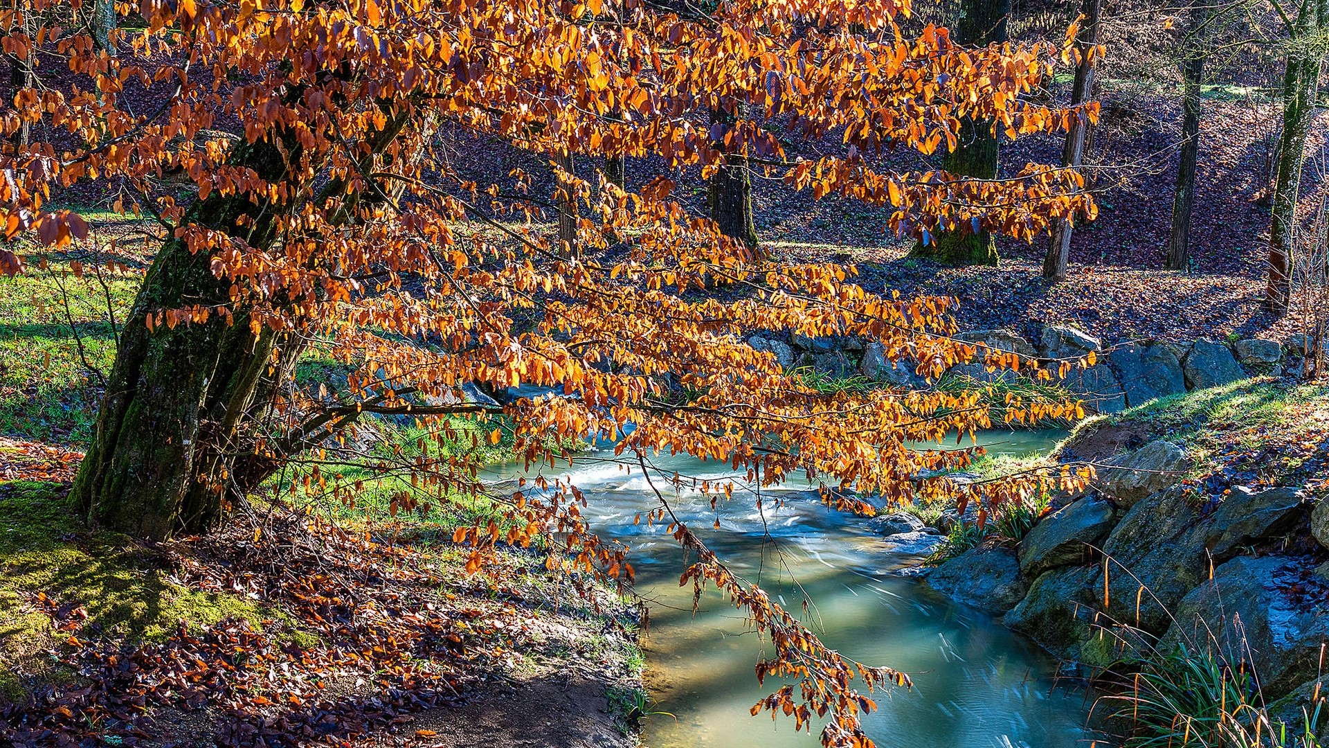 Tree with orange leaves by a stream in autumn HD Wallpaper