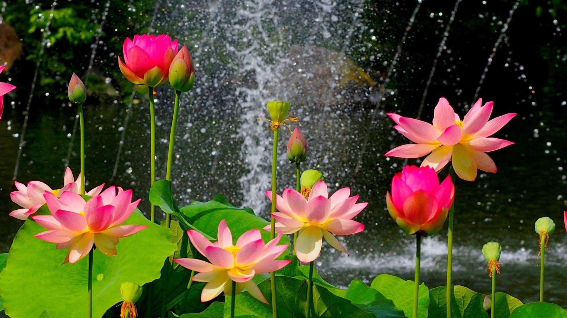 Pink and yellow water lilies in front of a fountain HD Wallpaper
