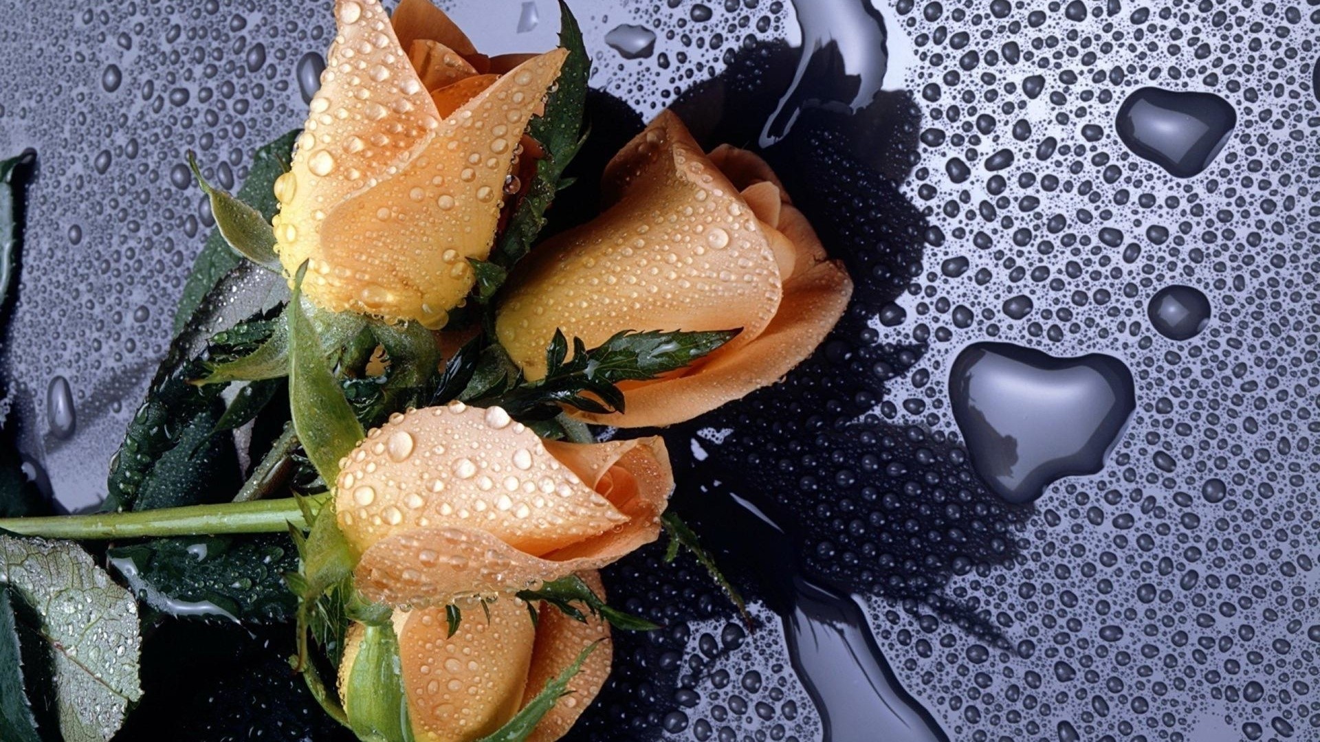 Three orange roses with water droplets HD Wallpaper